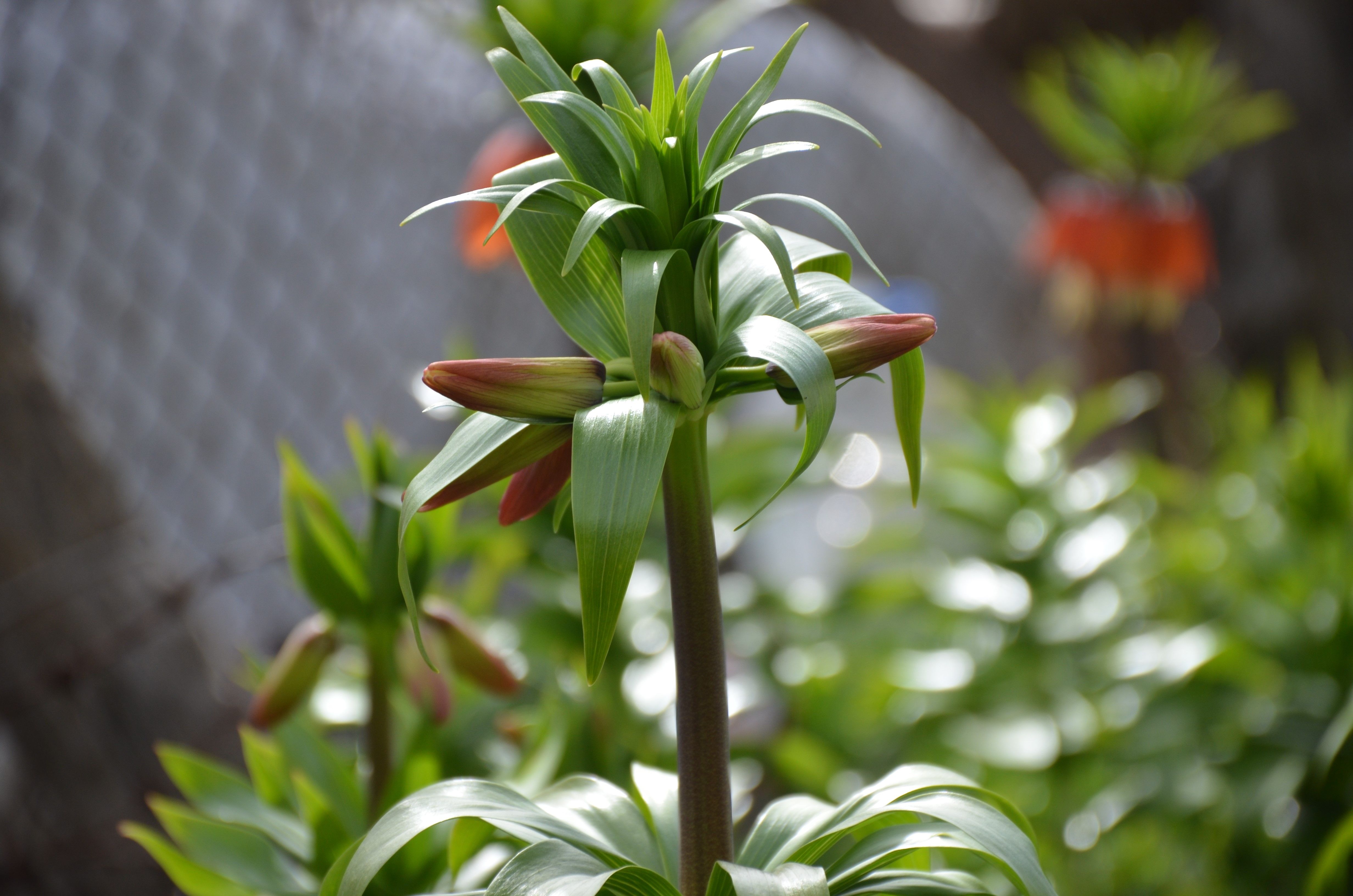 Bu çiçeği sakın koparmayın! Cezası 75 bin lira Bu çiçeği sakın koparmayın! Cezası 75 bin lira - 1. Resim