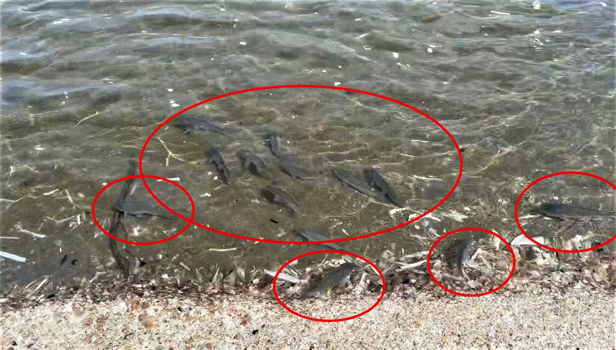 Kabus Karadeniz'de! Binlercesi şok geçirip kıyıya vurdu, bölge sakinleri 'Daha önce görmedik' dedi - 1. Resim