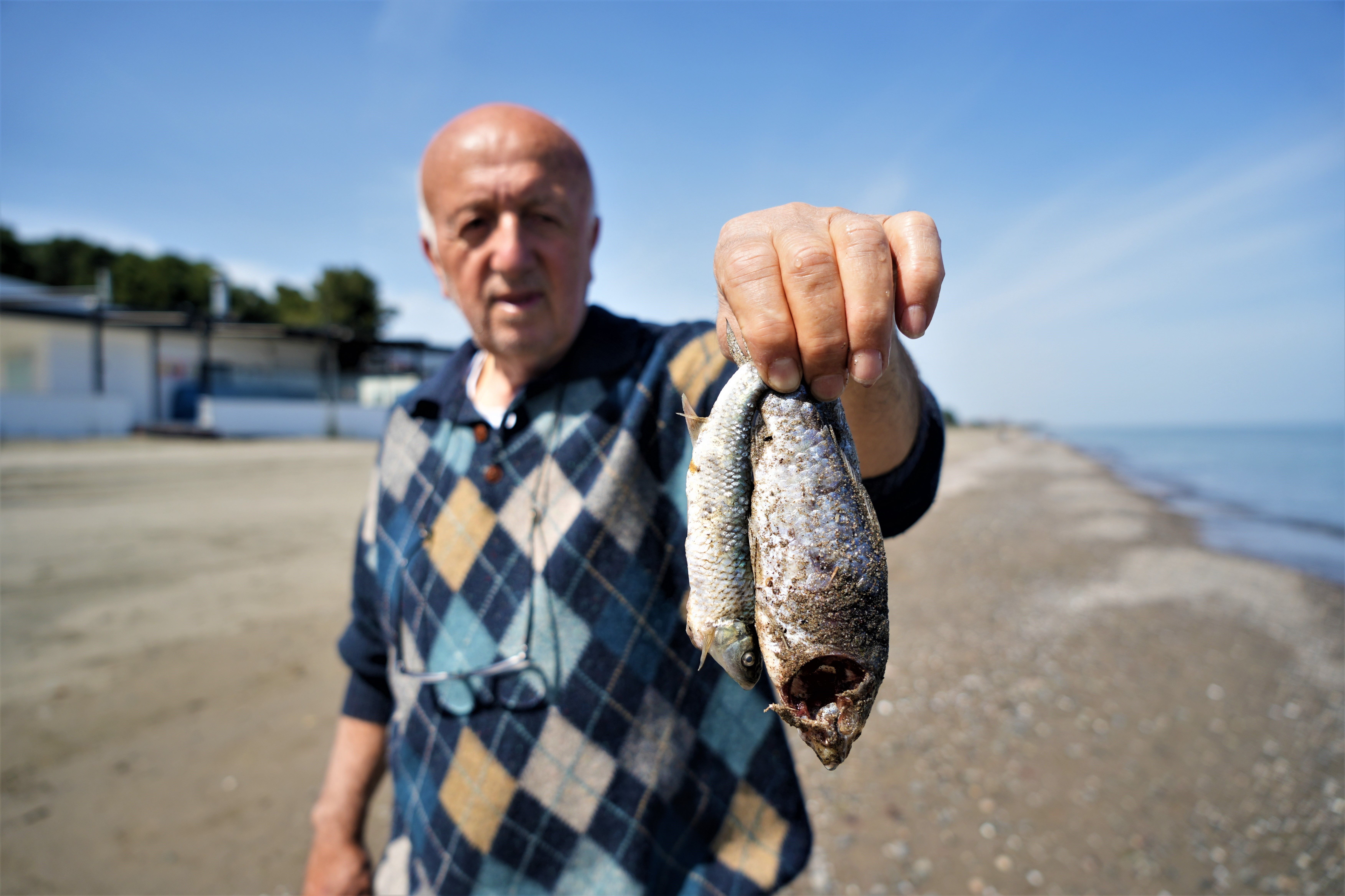 Kabus Karadeniz'de! Binlercesi şok geçirip kıyıya vurdu, bölge sakinleri 'Daha önce görmedik' dedi - 3. Resim
