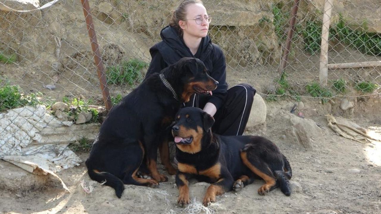 70 oğlaktan 57'si telef oldu! 70 oğlaktan 57'si telef oldu!