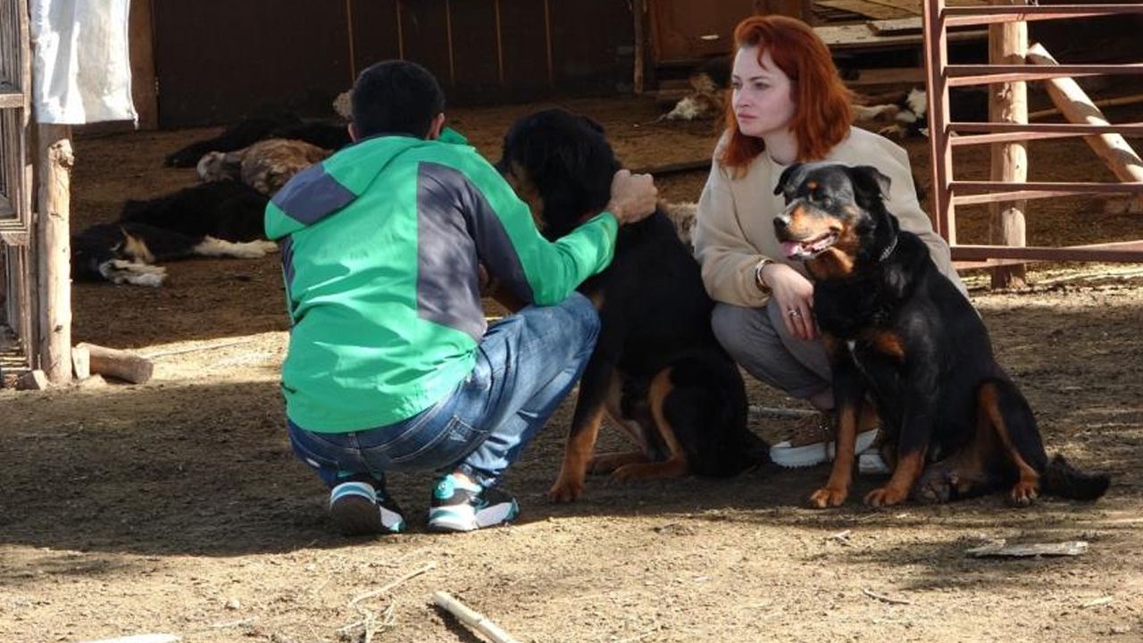 70 oğlaktan 57'si telef oldu! 70 oğlaktan 57'si telef oldu!