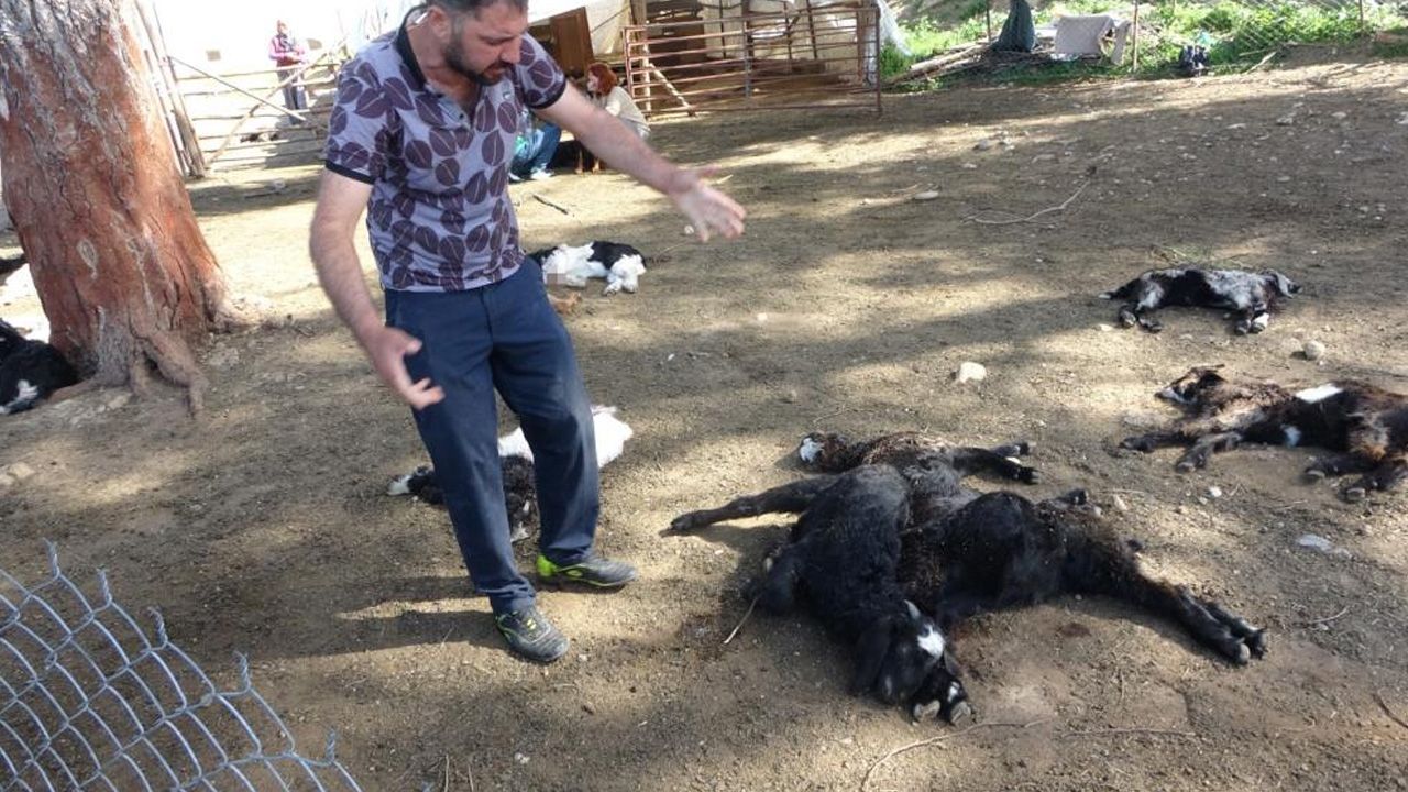 70 oğlaktan 57'si telef oldu! 70 oğlaktan 57'si telef oldu!