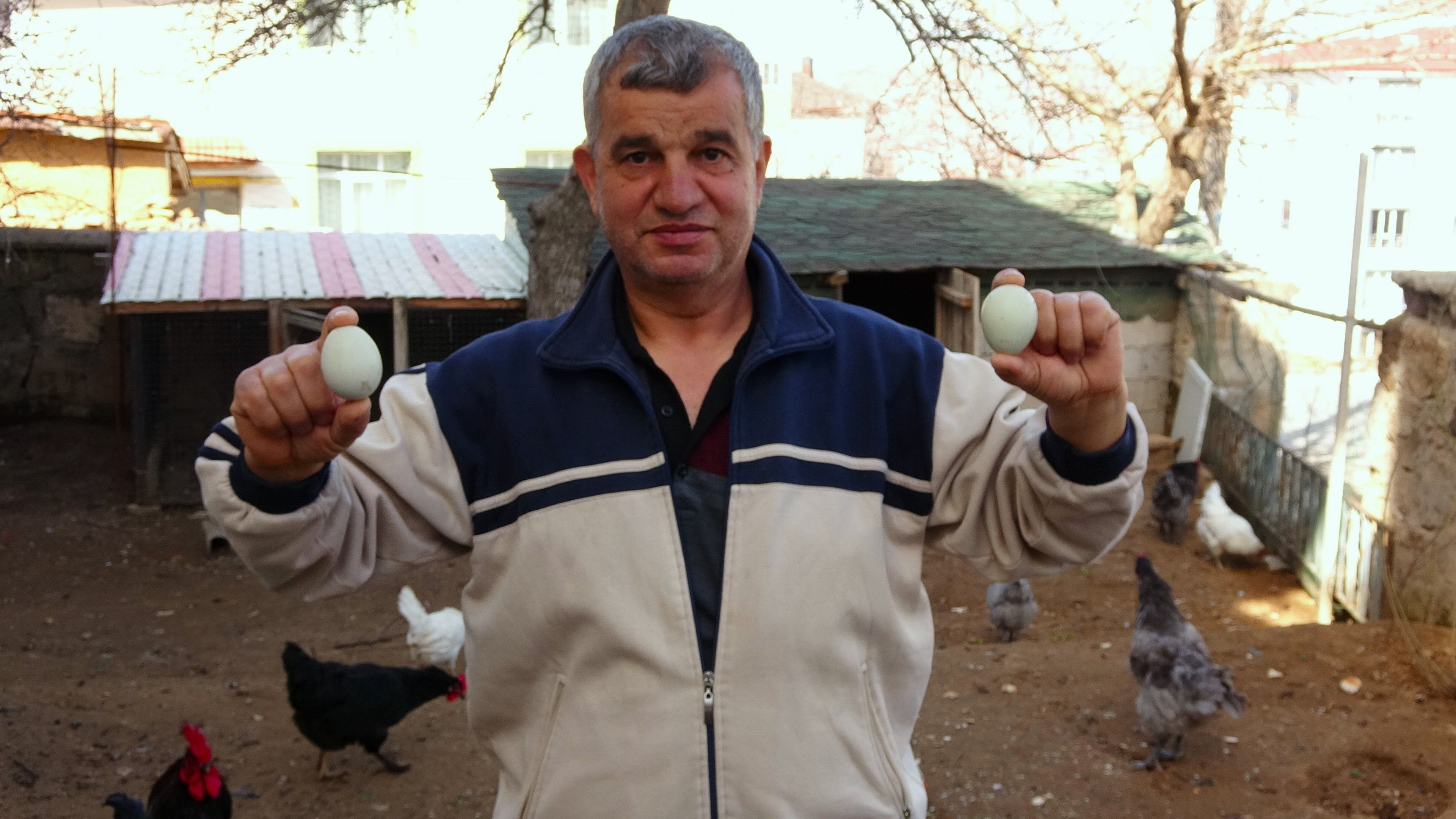 Tavukları Şili'den getirdi, yumurtanın rengi yeşil! Tanesini 20 liradan satıyor Tavukları Şili'den getirdi, yumurtanın rengi yeşil! Tanesini 20 liradan satıyor - 1. Resim