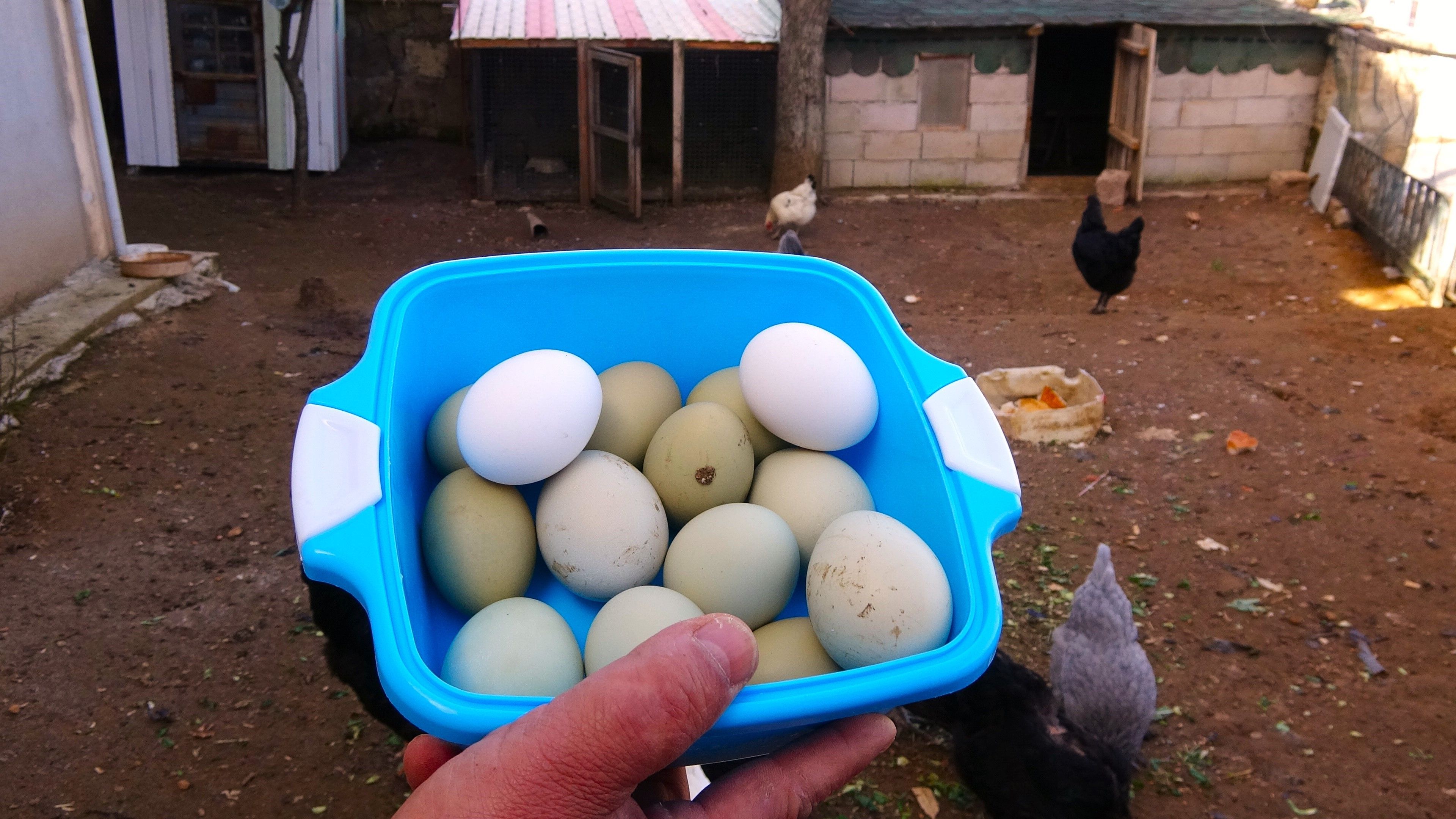 Tavukları Şili'den getirdi, yumurtanın rengi yeşil! Tanesini 20 liradan satıyor Tavukları Şili'den getirdi, yumurtanın rengi yeşil! Tanesini 20 liradan satıyor - 3. Resim