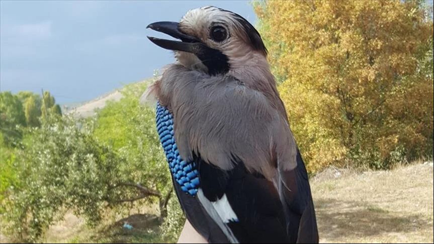 Kuşların nereden geldiği belli oldu! Kuşların nereden geldiği belli oldu! - 1. Resim