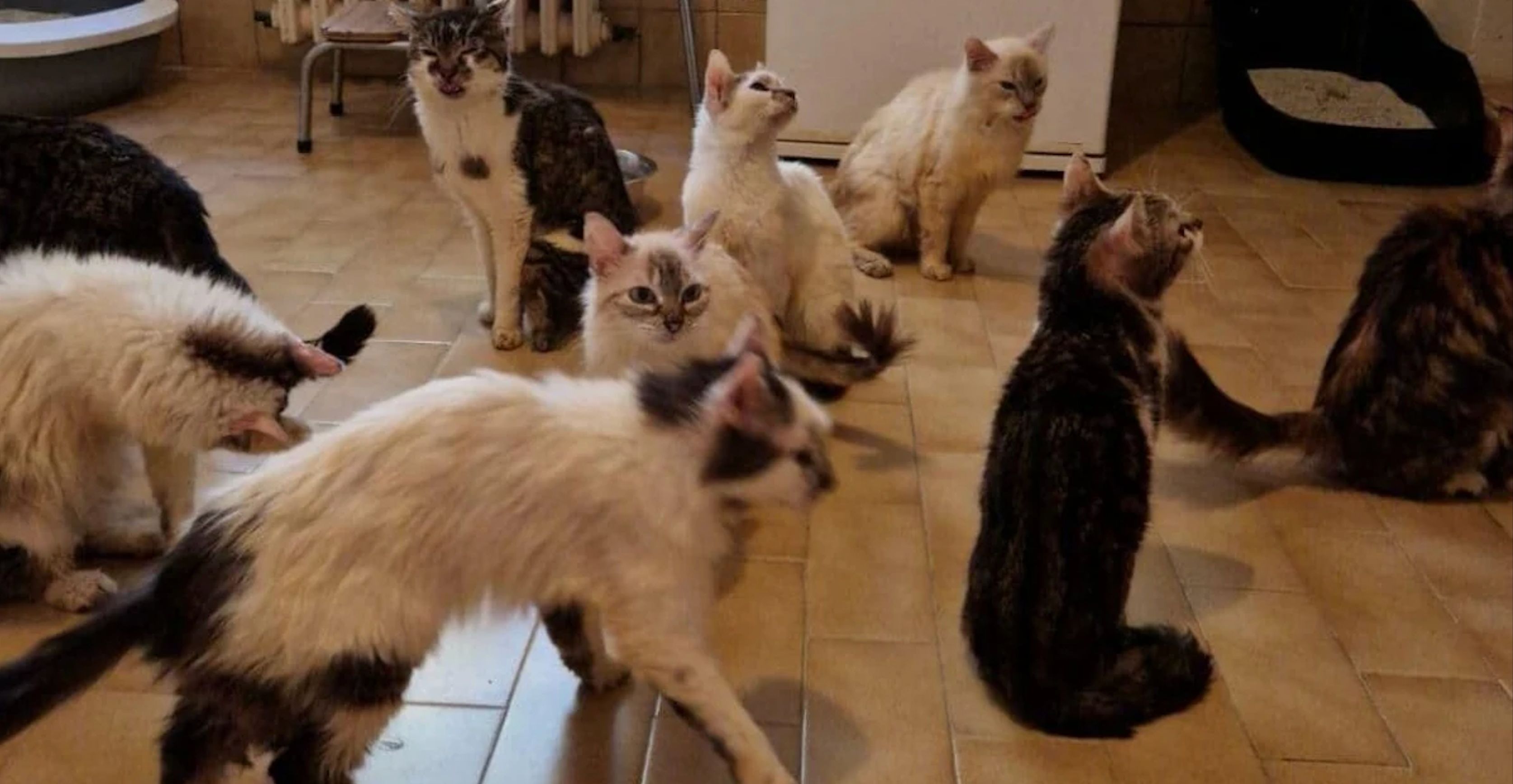 Bir evde 160 kedi besleyen Fransız çiftin evcil hayvan beslemesi yasaklandı - 1. Resim