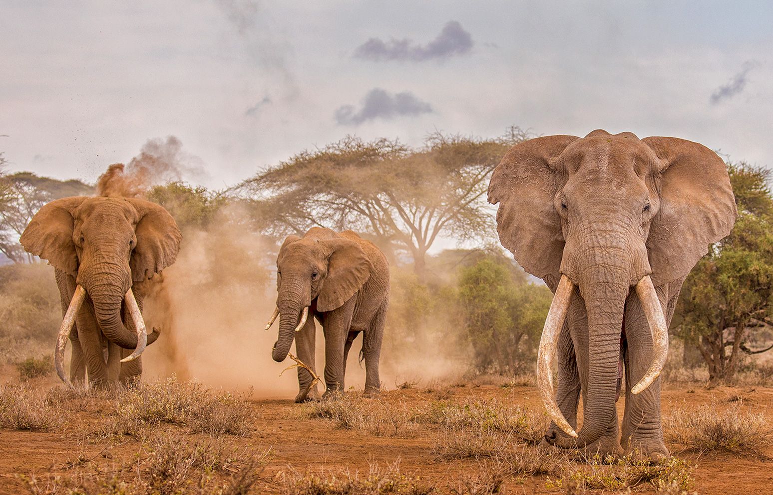 Almanya'yı 'şakamız yok' diyerek tehdit ettiler: 20 bin fil göndeririz Botsvana, Almanya'yı tehdit etti: Şakamız yok, 20 bin fil göndeririz - 1. Resim