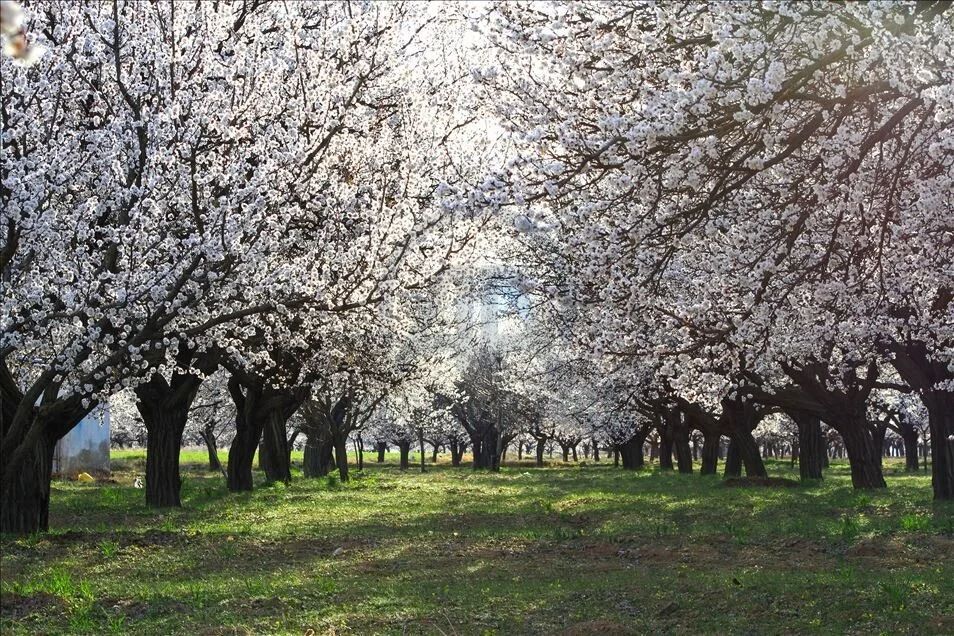 Dünya Malatyalılar Günü 4 Nisan'da kutlanıyor Dünya Malatyalılar Günü 4 Nisan'da kutlanıyor - 2. Resim