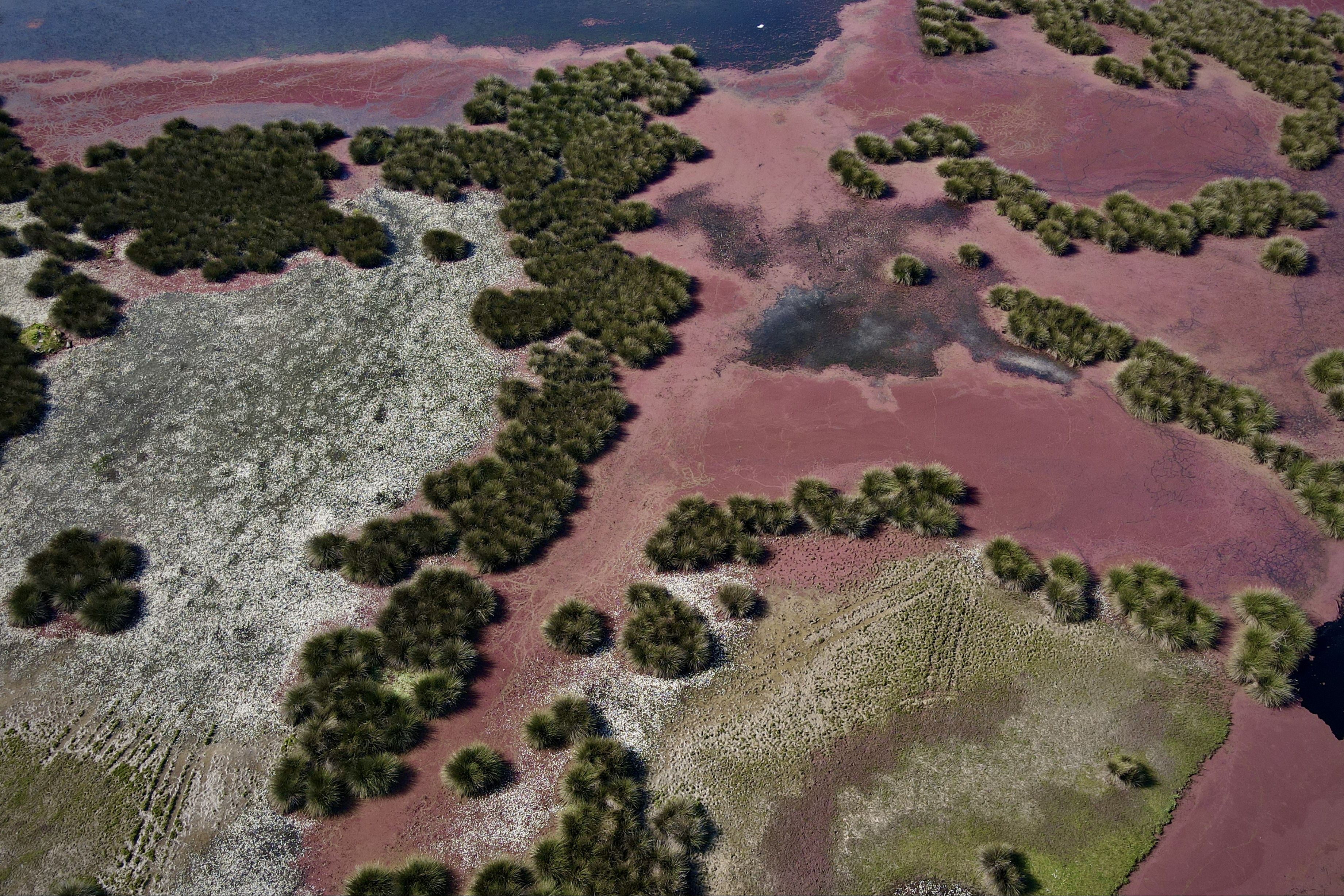 Kızılırmak Deltası&rsquo;nda su y&uuml;zeylerini kızıl eğrelti otu kapladı - 2. Resim
