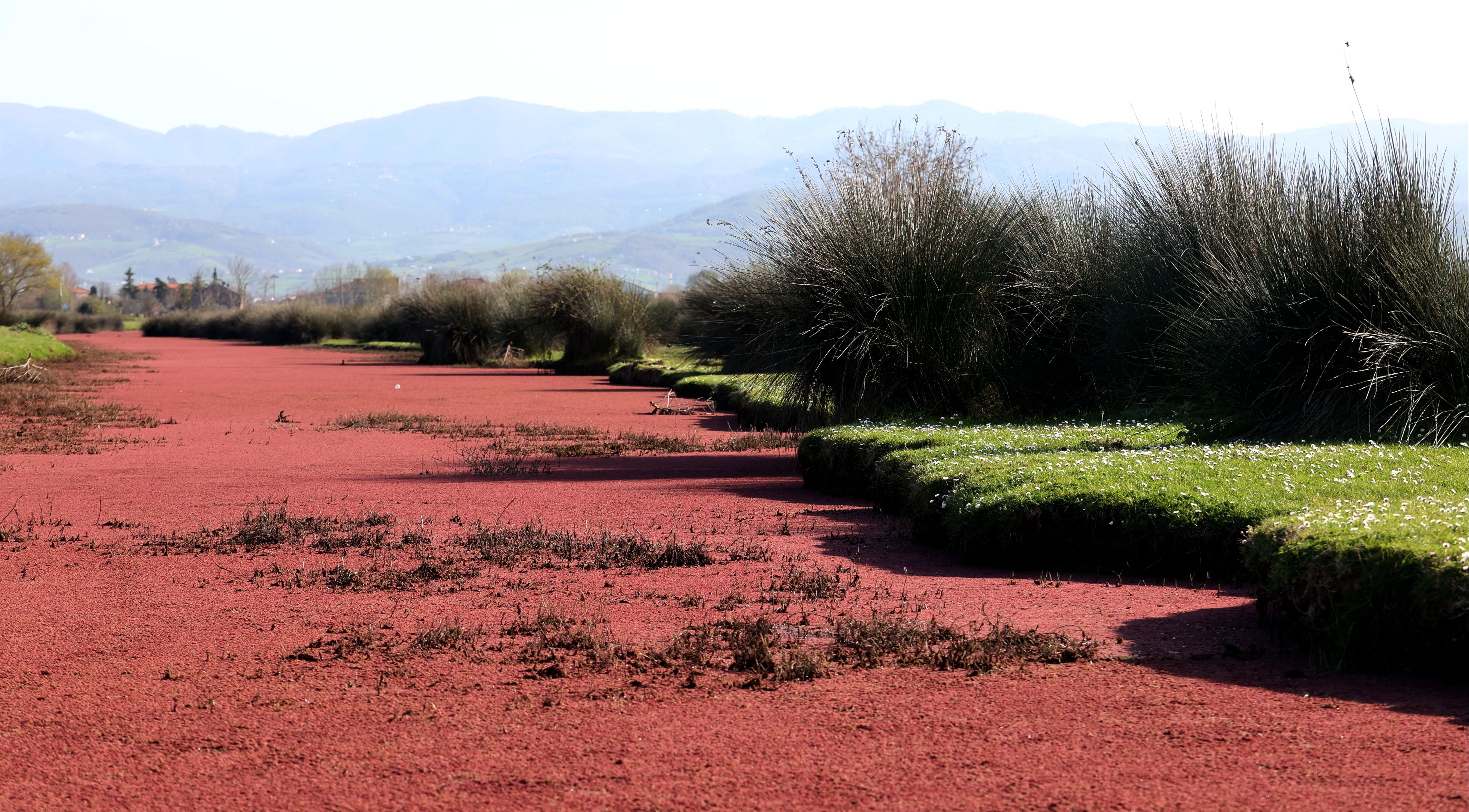 Kızılırmak Deltası&rsquo;nda su y&uuml;zeylerini kızıl eğrelti otu kapladı - 1. Resim
