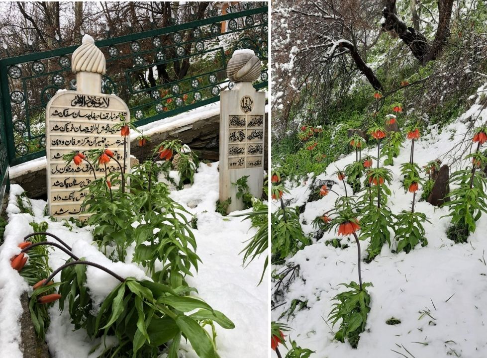 Koparmanın cezası 244 bin lira! Selimiye'deki ters lale Edirne'de yetiştirilmeye başlandı Koparmanın cezası 244 bin lira! Selimiye'deki müezzin mahfilinin mermer ayağına işlenen ters lale Edirne'de yetiştirilmeye başlandı - 6. Resim