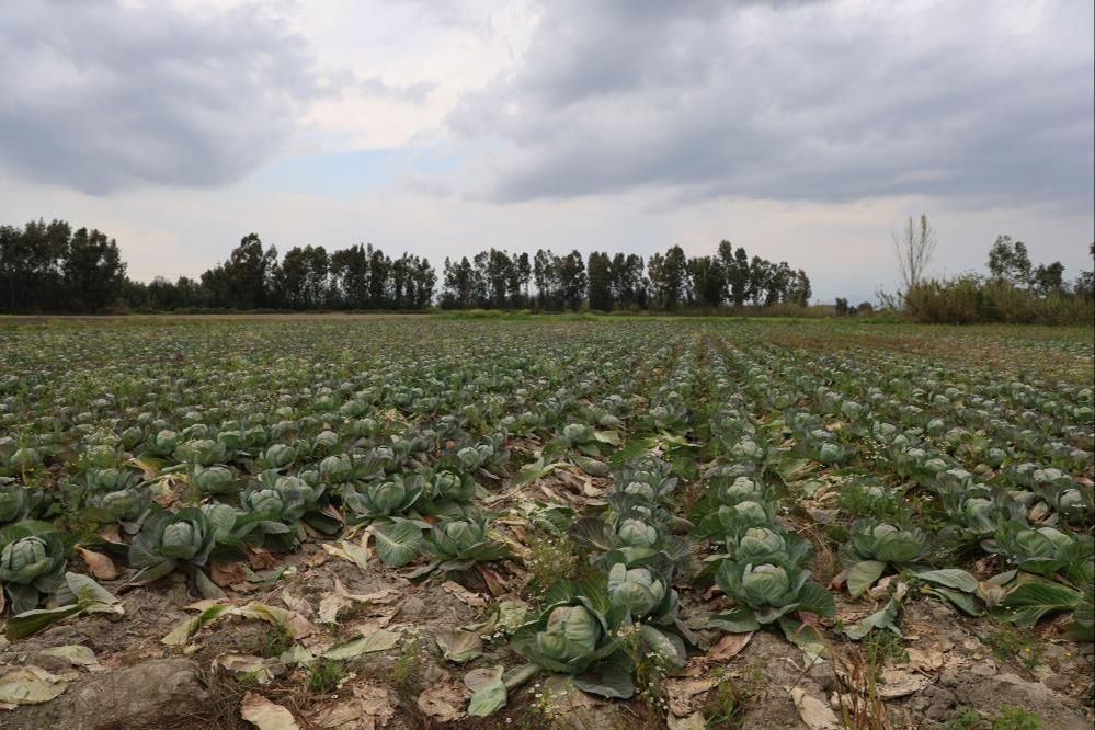 Fiyat 8 TL'den 1 TL'ye düştü, ürün tarlada kaldı! Tüm hasadı köyüne ücretsiz dağıtıyor - 2. Resim