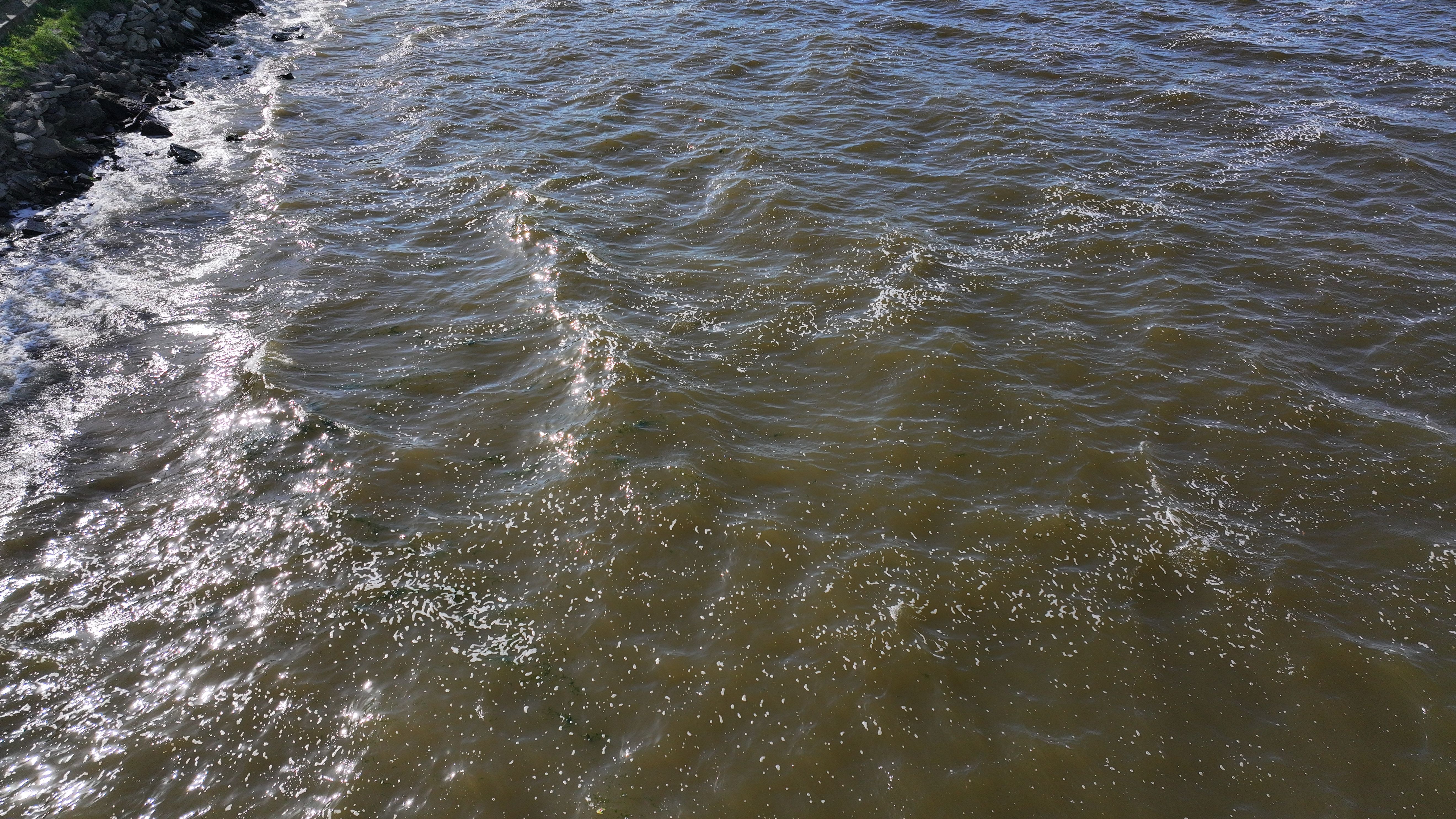 Küçükçekmece Gölü'nde tedirgin eden manzara! Suyun rengi değişti, lağım fareleri de var - 3. Resim