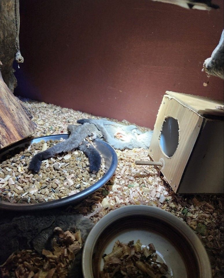 Polise yakalanınca panzehiri olmayan yılana kendini ısırtıp intihar etti! Polise yakalanınca panzehiri olmayan yılana kendini ısırtıp intihar etti! - 1. Resim