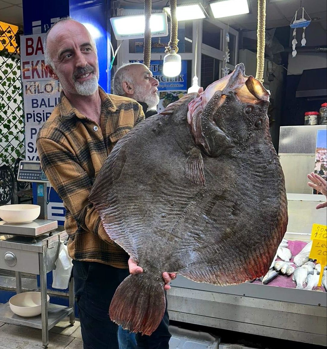 Tam 12 kilogram! Dev kalkan 14 bin 500 liraya satıldı Tam 12 kilogram! Dev kalkan 14 bin 500 liraya satıldı - 1. Resim