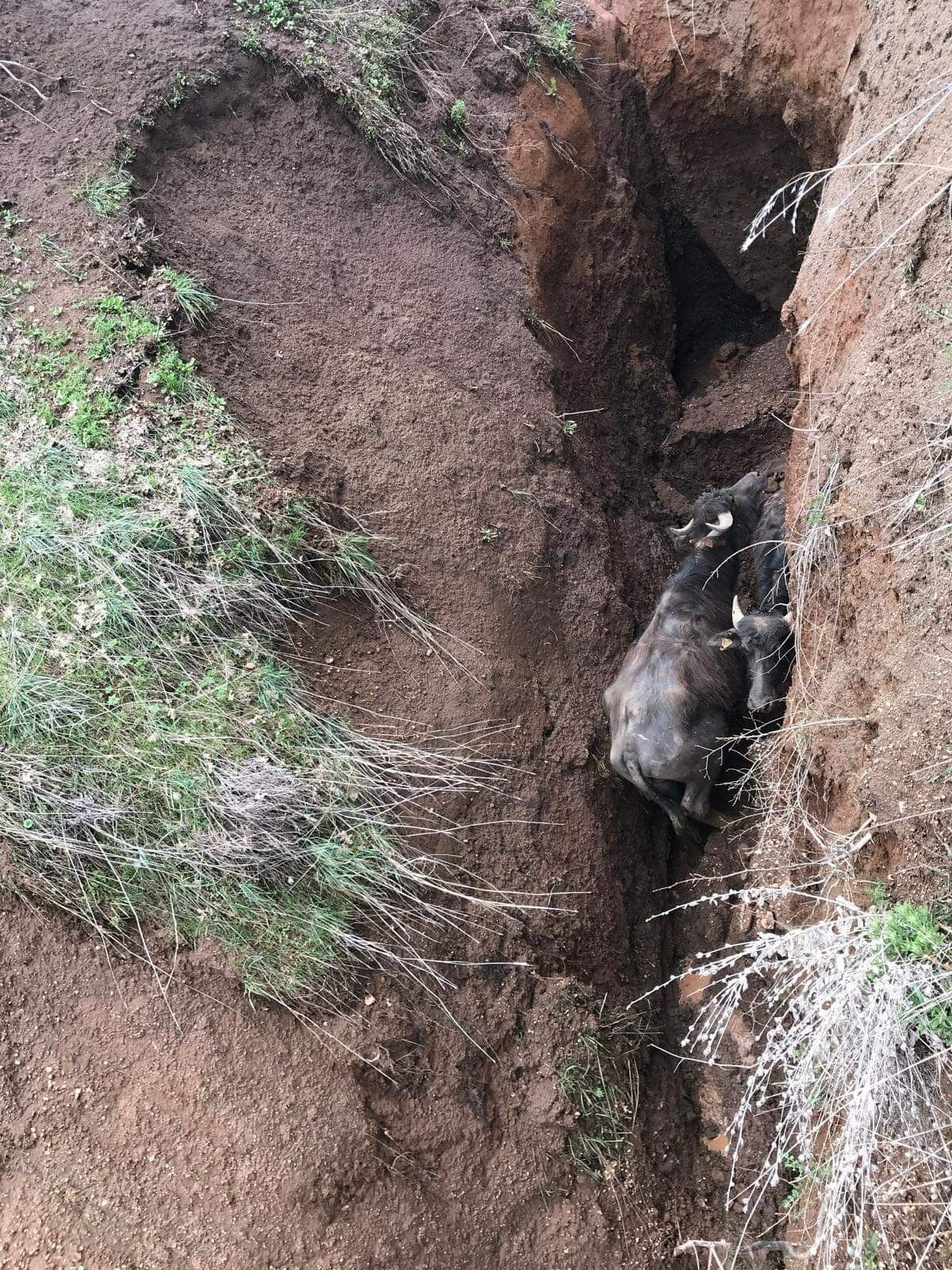 Toprak kayması faciası! Hayvanlar ikiye bölünen vadiye düştü Toprak kaymasında vadi ikiye bölündü, hayvanlar araya düştü - 1. Resim