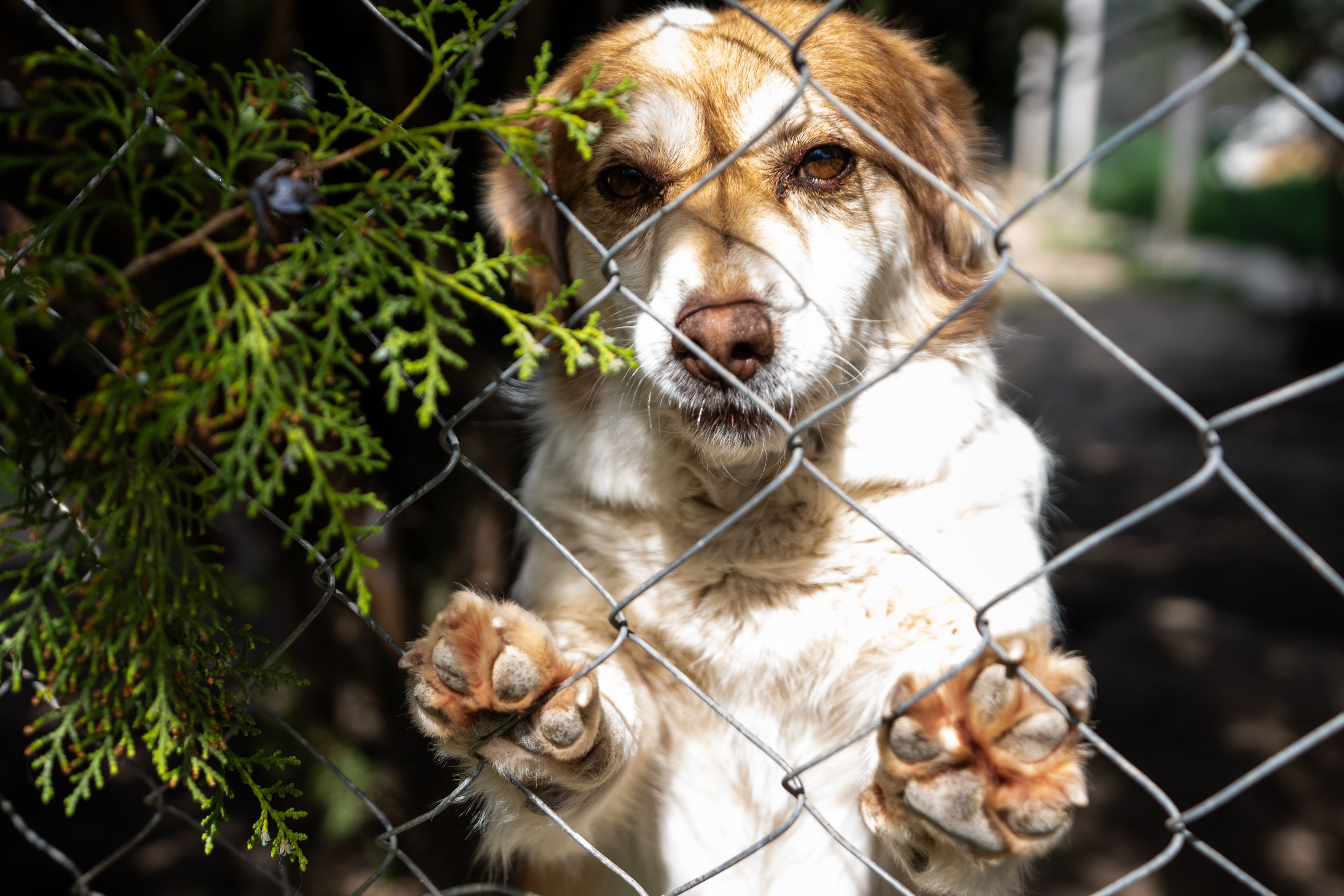 180 köpeği sahiplendi, 1 milyon 731 bin TL ceza yedi! - 1. Resim