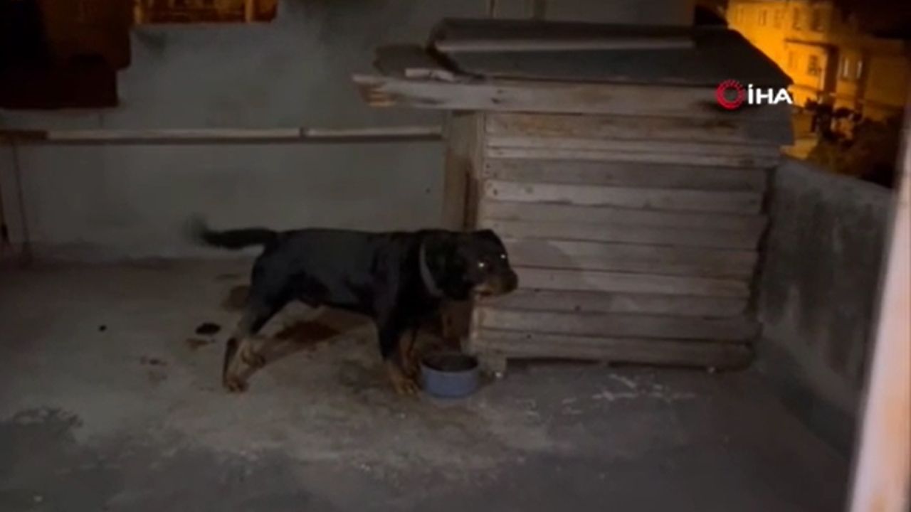 4 yaşındaki kız dehşeti yaşadı! Rottweiler hastanelik etti - 1. Resim