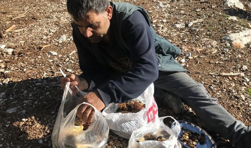 Hem gelir hem şifa kaynağı! Tazesi 600, kurusu 5 bin liradan alıcı buluyor Hem gelir hem şifa kaynağı! Tazesi 600, kurusu 5 bin liradan alıcı buluyor - 2. Resim