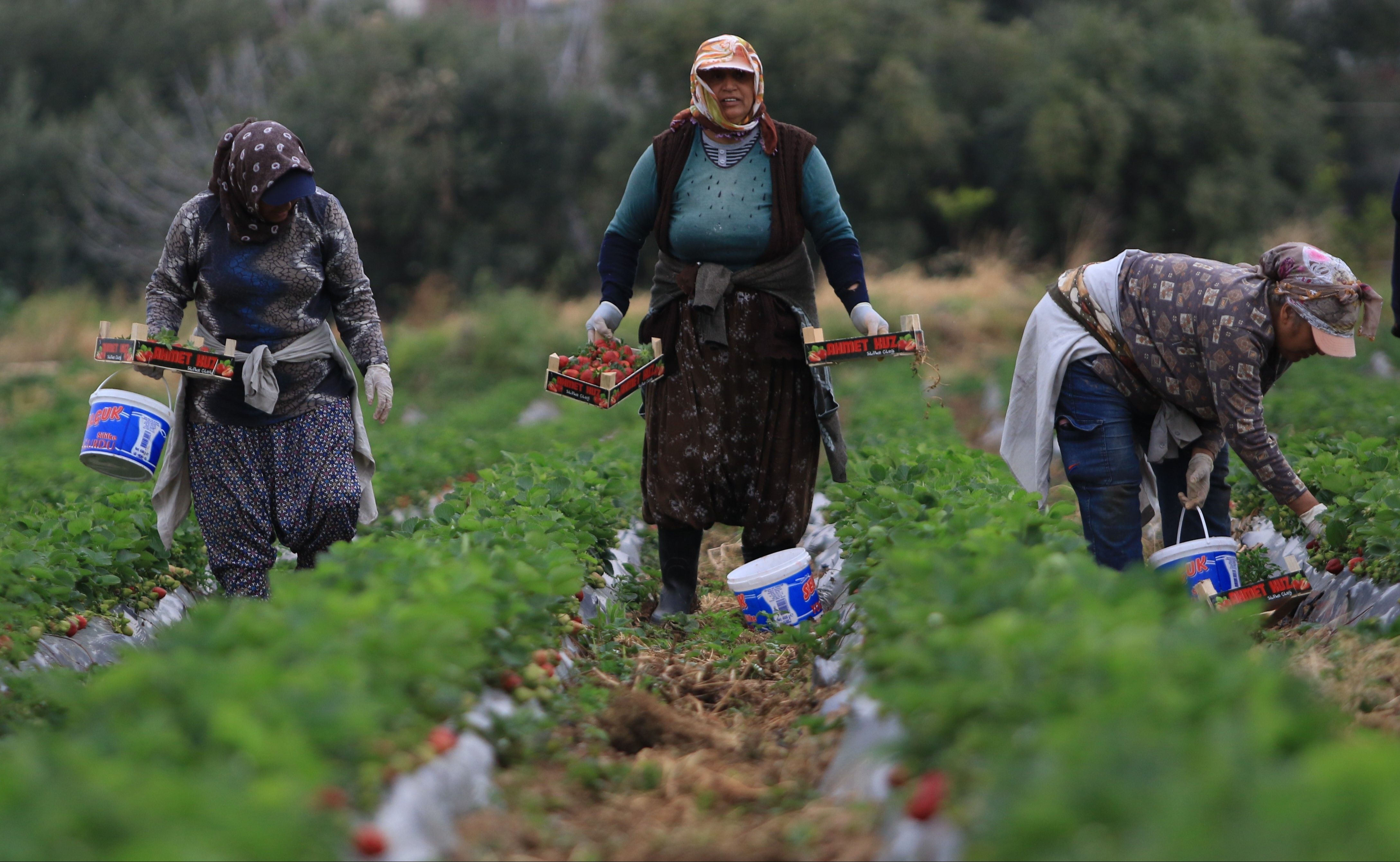 Çilekte açık hasat zamanı! 120 TL'ye satılıyordu, 50 TL'ye kadar düştü Çilekte açık hasat zamanı! 120 TL'ye satılıyordu, 50 TL'ye kadar düştü - 3. Resim