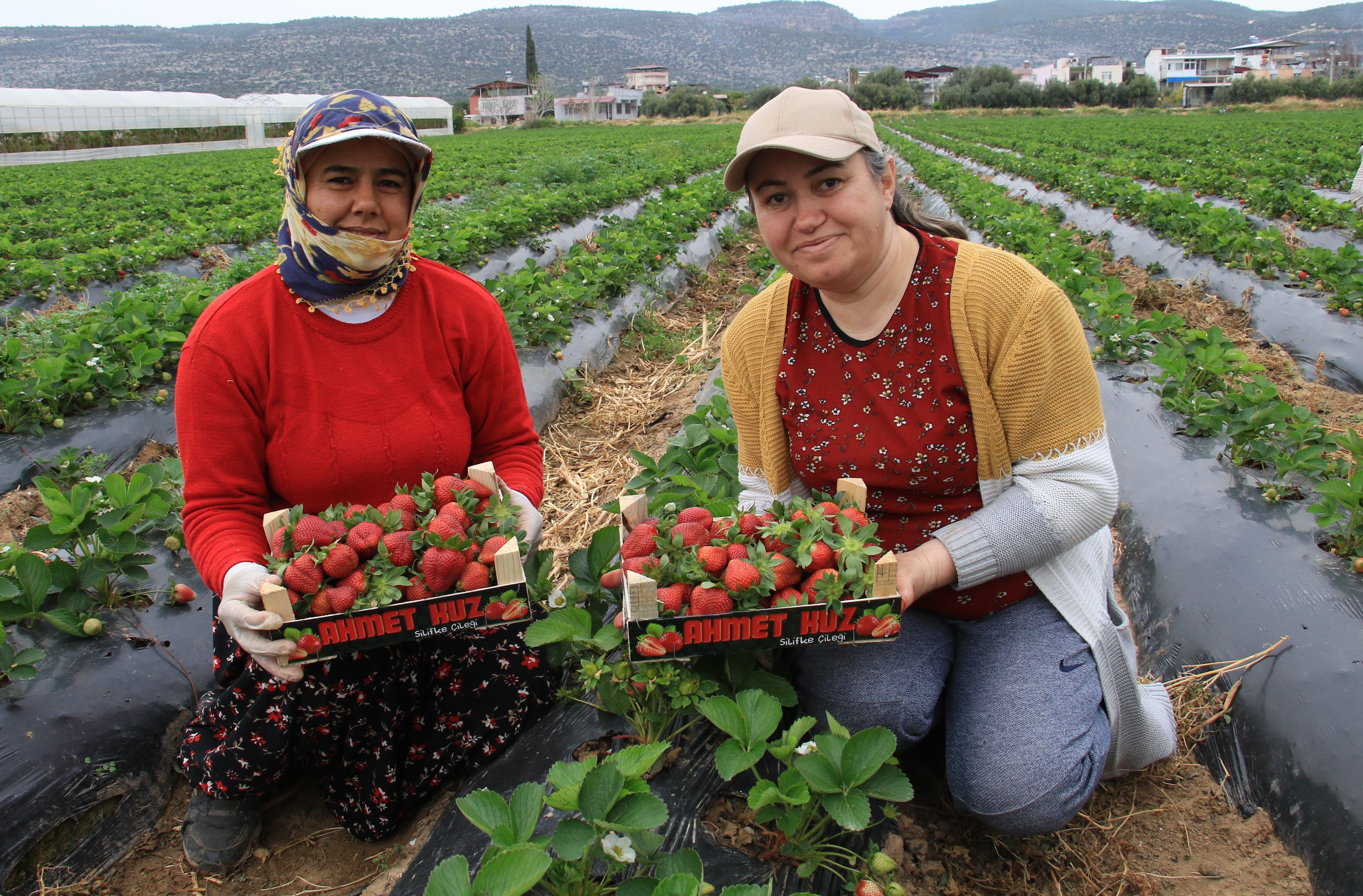 Çilekte açık hasat zamanı! 120 TL'ye satılıyordu, 50 TL'ye kadar düştü Çilekte açık hasat zamanı! 120 TL'ye satılıyordu, 50 TL'ye kadar düştü - 2. Resim