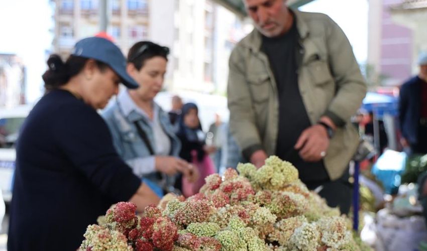 ‘Dağ muzu’ olarak biliniyor! Tam bir karaciğer dostu, şeker hastalığına da doğal çare ‘Dağ muzu’ olarak biliniyor! Tam bir karaciğer dostu, şeker hastalığına da doğal çare - 3. Resim