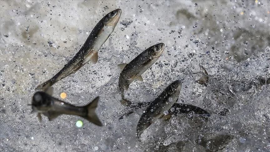 İnci kefali için 3 aylık av yasağı başladı! 15 Nisan ile 15 Temmuz tarihleri arasında avlanamayacak İnci kefali için 3 aylık av yasağı başladı! 15 Nisan ile 15 Temmuz tarihleri arasında avlanamayacak - 1. Resim