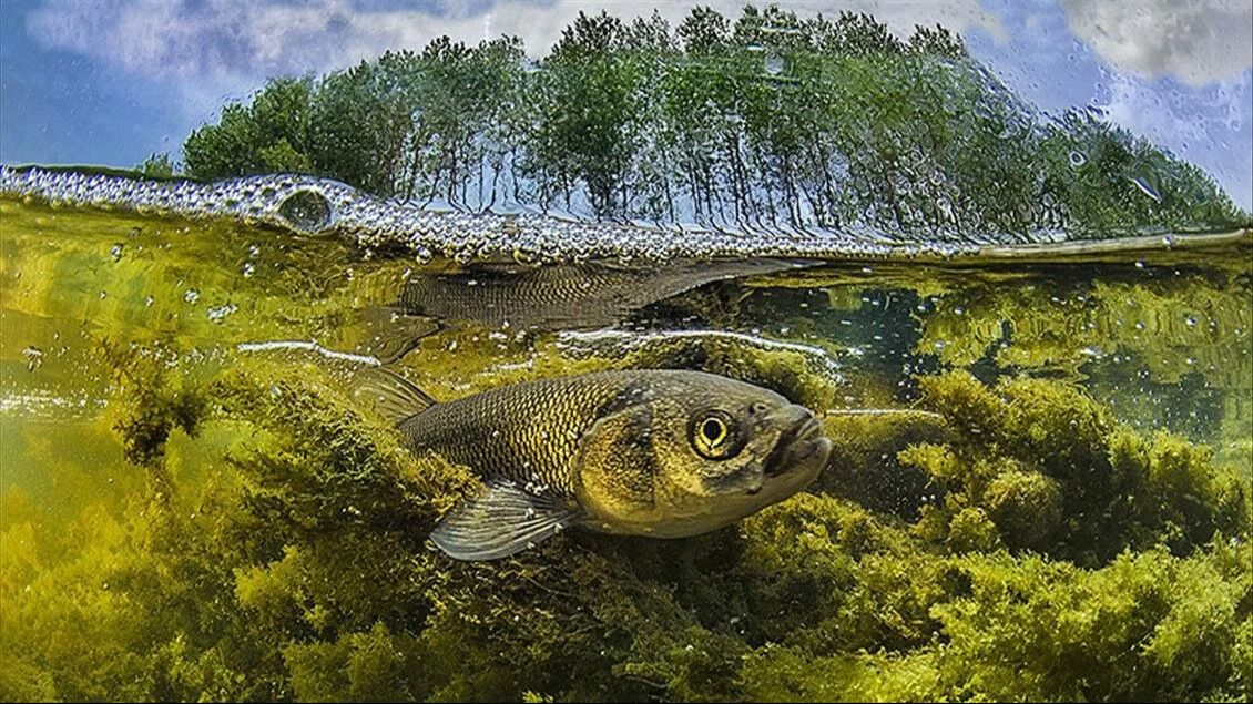 İnci kefali için 3 aylık av yasağı başladı! 15 Nisan ile 15 Temmuz tarihleri arasında avlanamayacak İnci kefali için 3 aylık av yasağı başladı! 15 Nisan ile 15 Temmuz tarihleri arasında avlanamayacak - 3. Resim