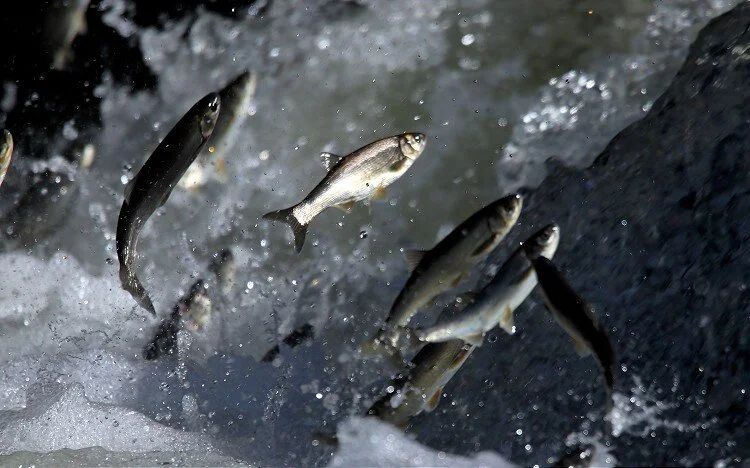 İnci kefali için 3 aylık av yasağı başladı! 15 Nisan ile 15 Temmuz tarihleri arasında avlanamayacak İnci kefali için 3 aylık av yasağı başladı! 15 Nisan ile 15 Temmuz tarihleri arasında avlanamayacak - 2. Resim