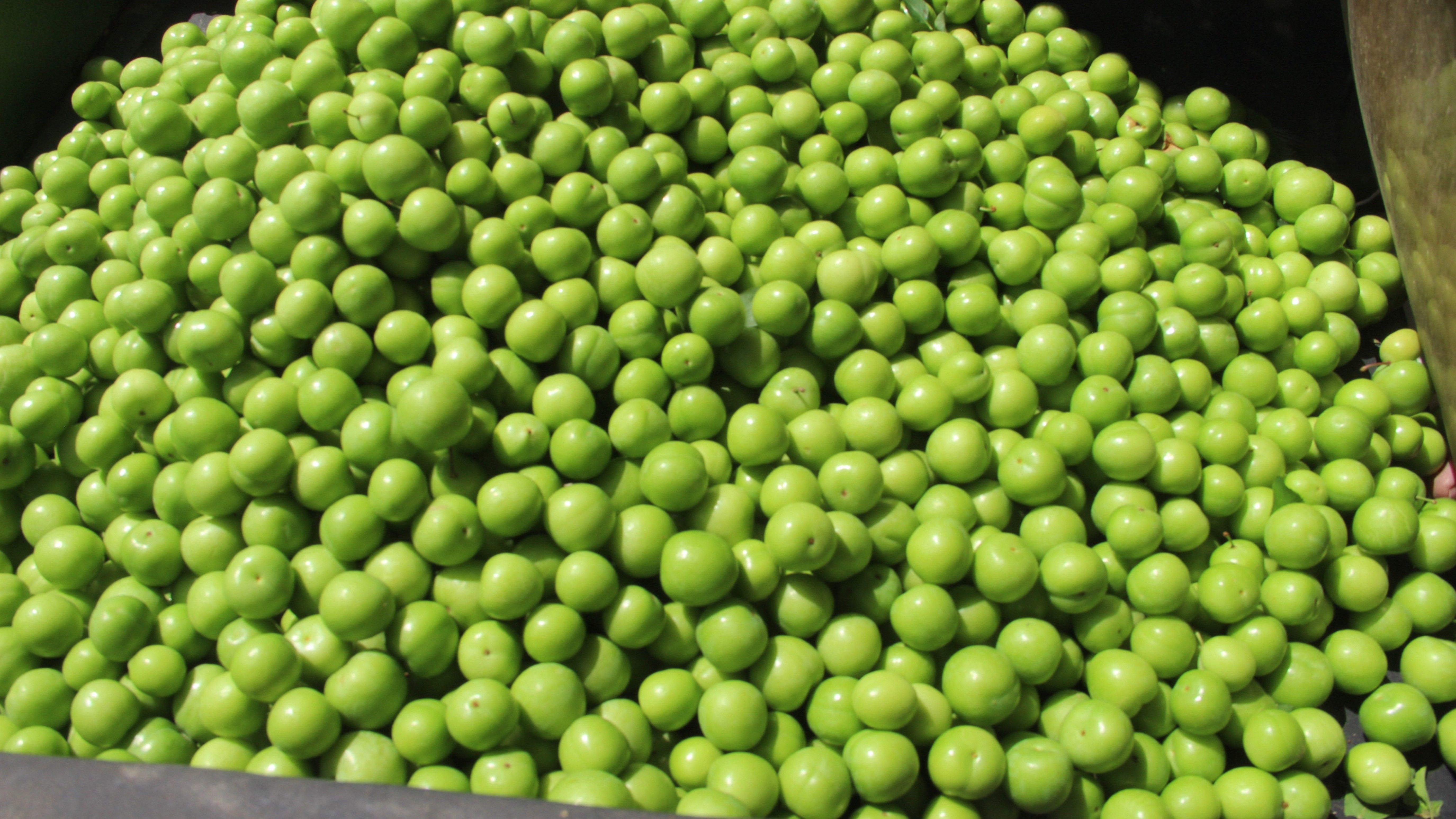 Fiyat 150 dolardan 50 liraya düştü! Üreticinin de vatandaşın da yüzü gülüyor! Fiyat 150 dolardan 50 liraya düştü! Üreticinin de vatandaşın da yüzü gülüyor! - 1. Resim