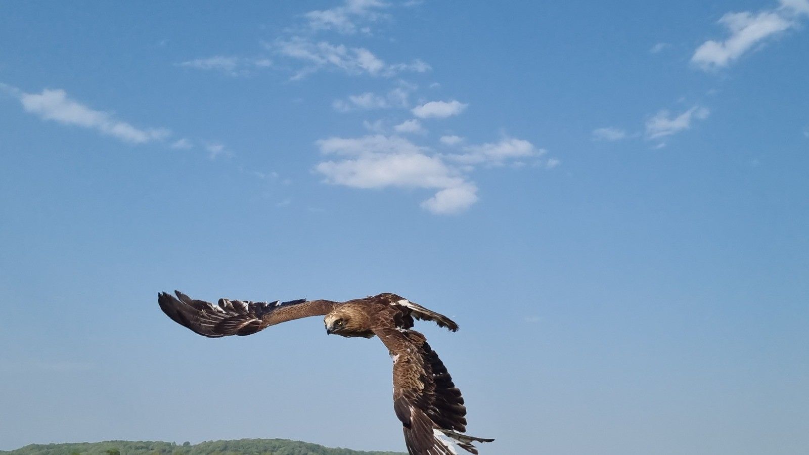 Valinin doğaya saldığı kartal kadına saldırdı - 2. Resim
