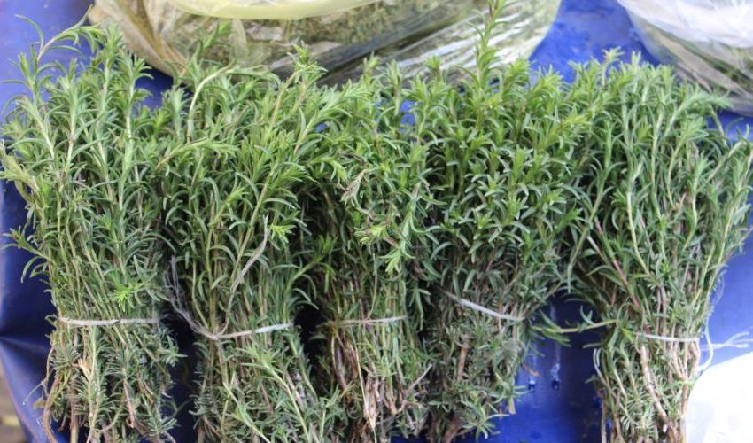 Bağı 20 TL’den satılıyor! Zeytinyağında bekletip yiyin: Boğazı yumuşatıyor, öksürüğü hafifletiyor Bağı 20 TL’den satılıyor! Zeytinyağında bekletip yiyin: Boğazı yumuşatıyor, öksürüğü hafifletiyor - 2. Resim