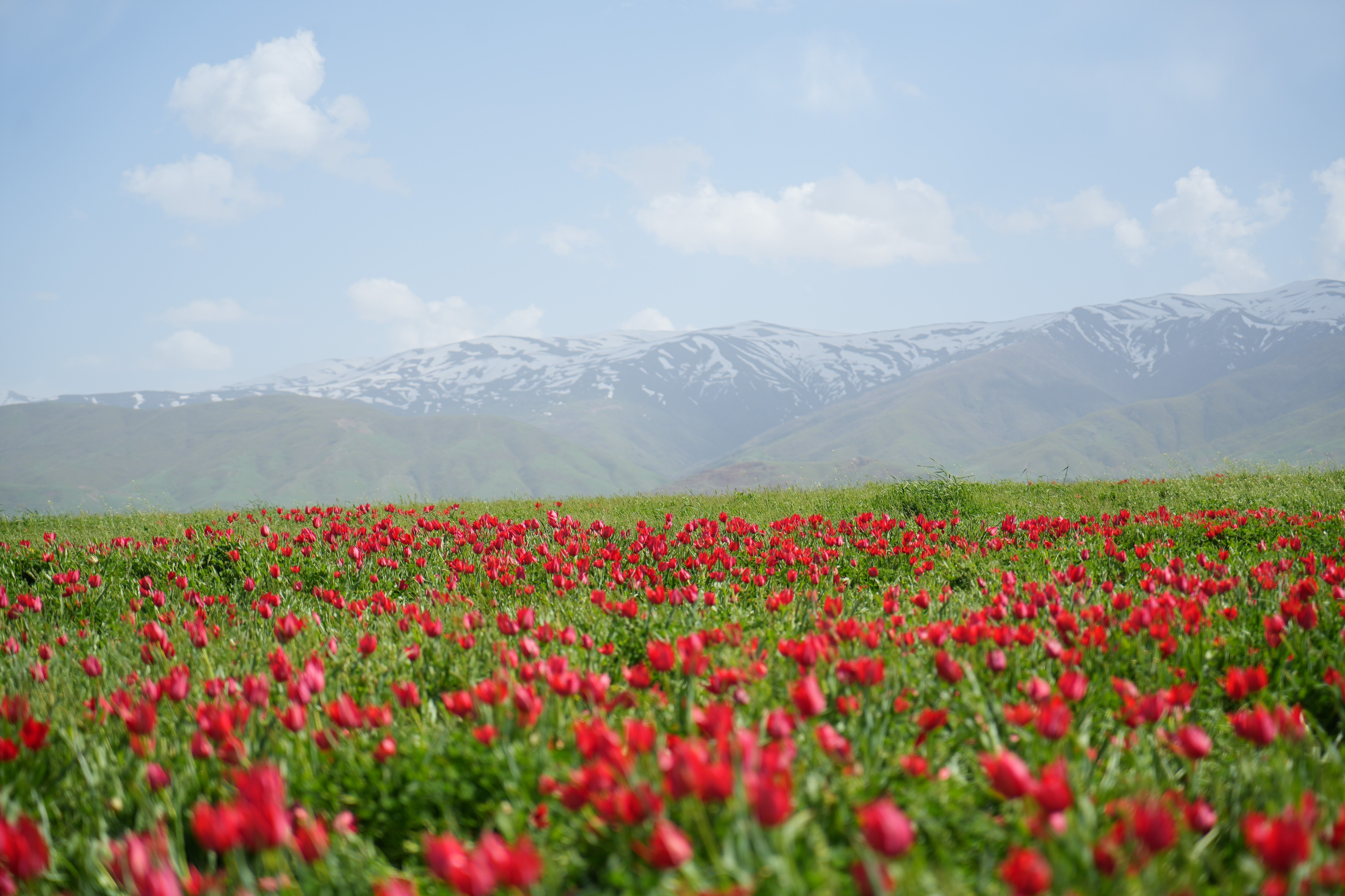 Korumaya alınan Muş laleleri açtı! Koparmanın cezası 387 bin lira Korumaya alınan Muş laleleri açtı! Koparmanın cezası 387 bin lira - 1. Resim