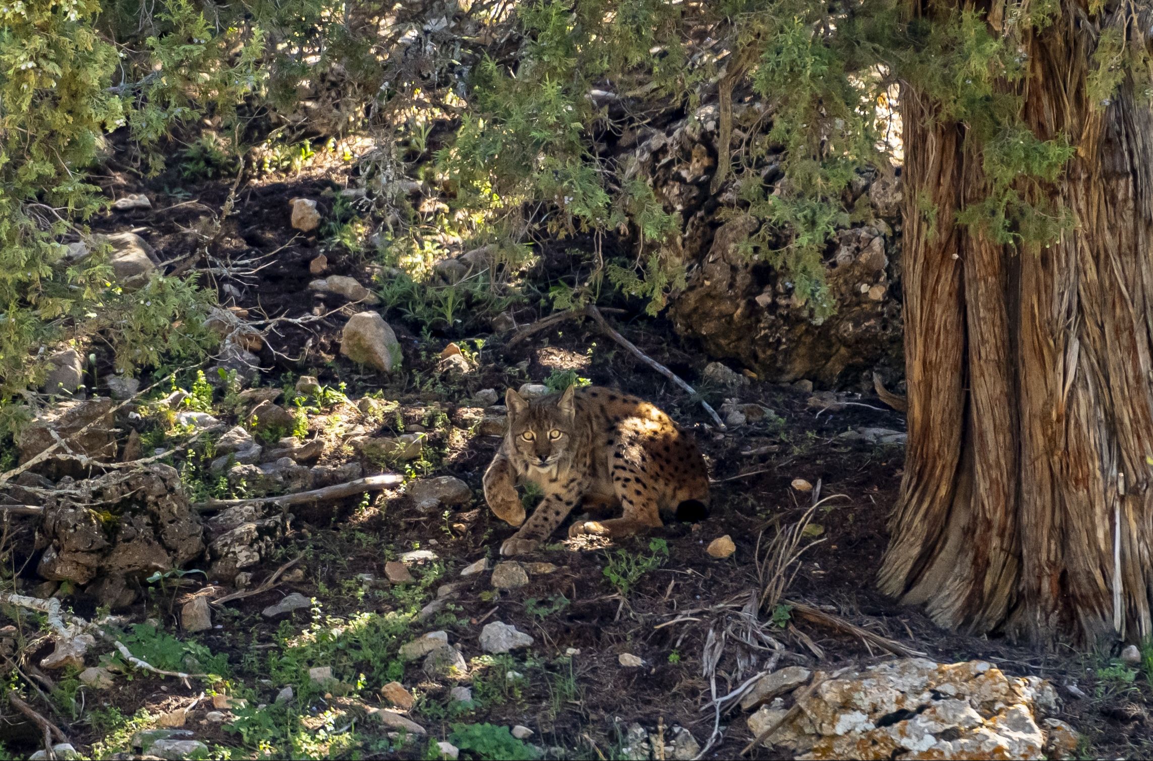Ormanların hayaleti bu kez Antalya'da: Kadraja böyle yakalandı - 1. Resim