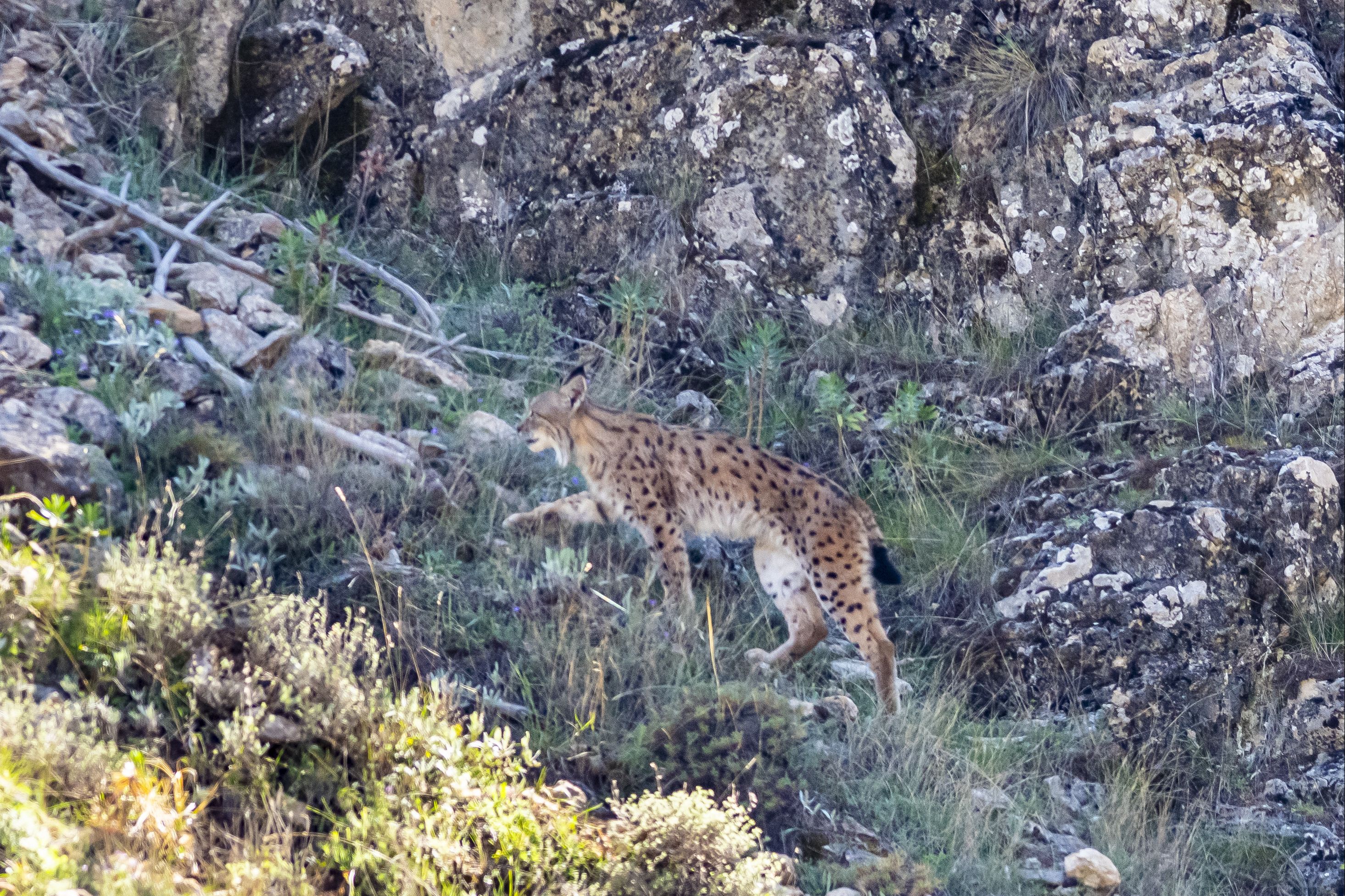 Ormanların hayaleti bu kez Antalya'da: Kadraja böyle yakalandı - 5. Resim