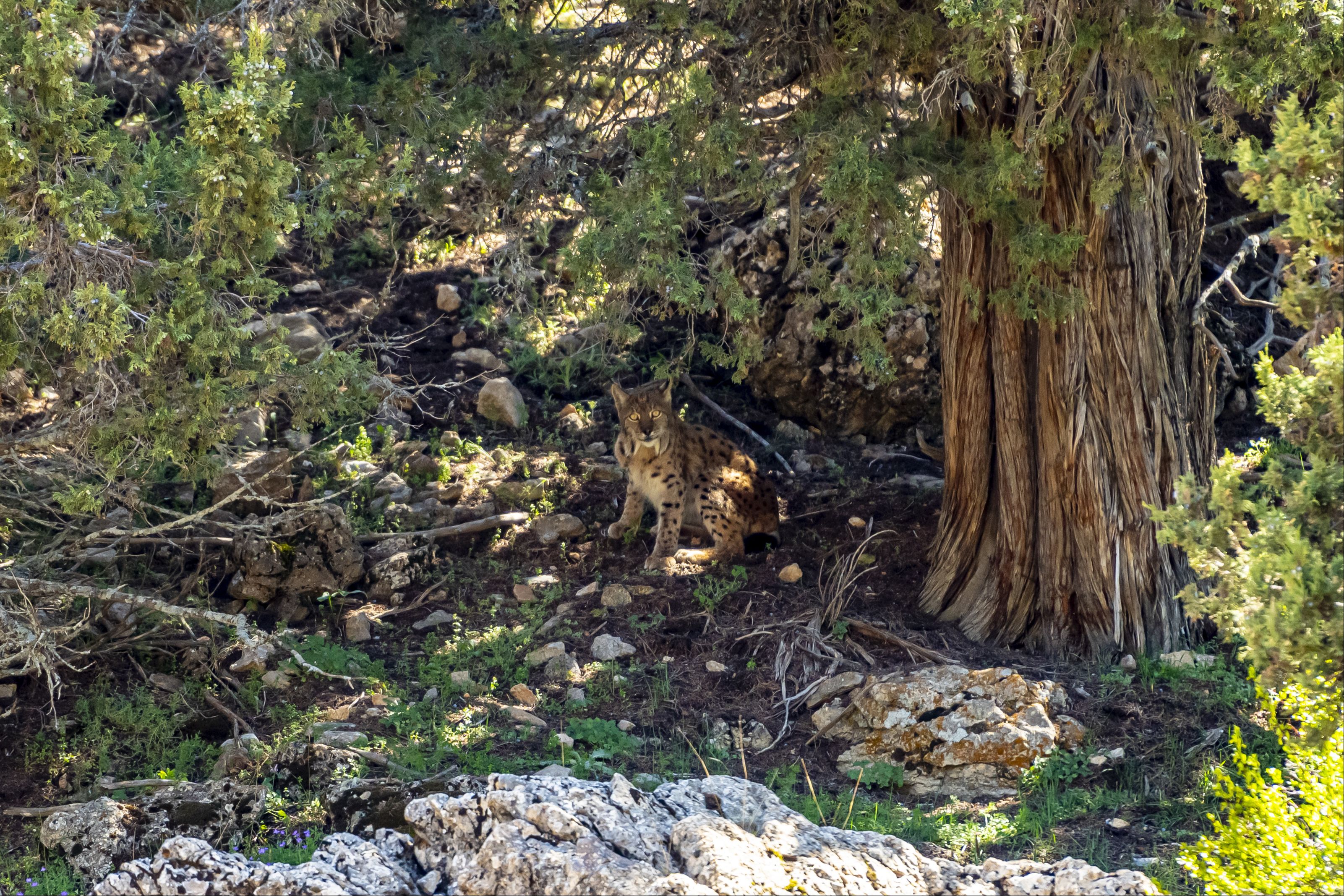 Ormanların hayaleti bu kez Antalya'da: Kadraja böyle yakalandı - 2. Resim