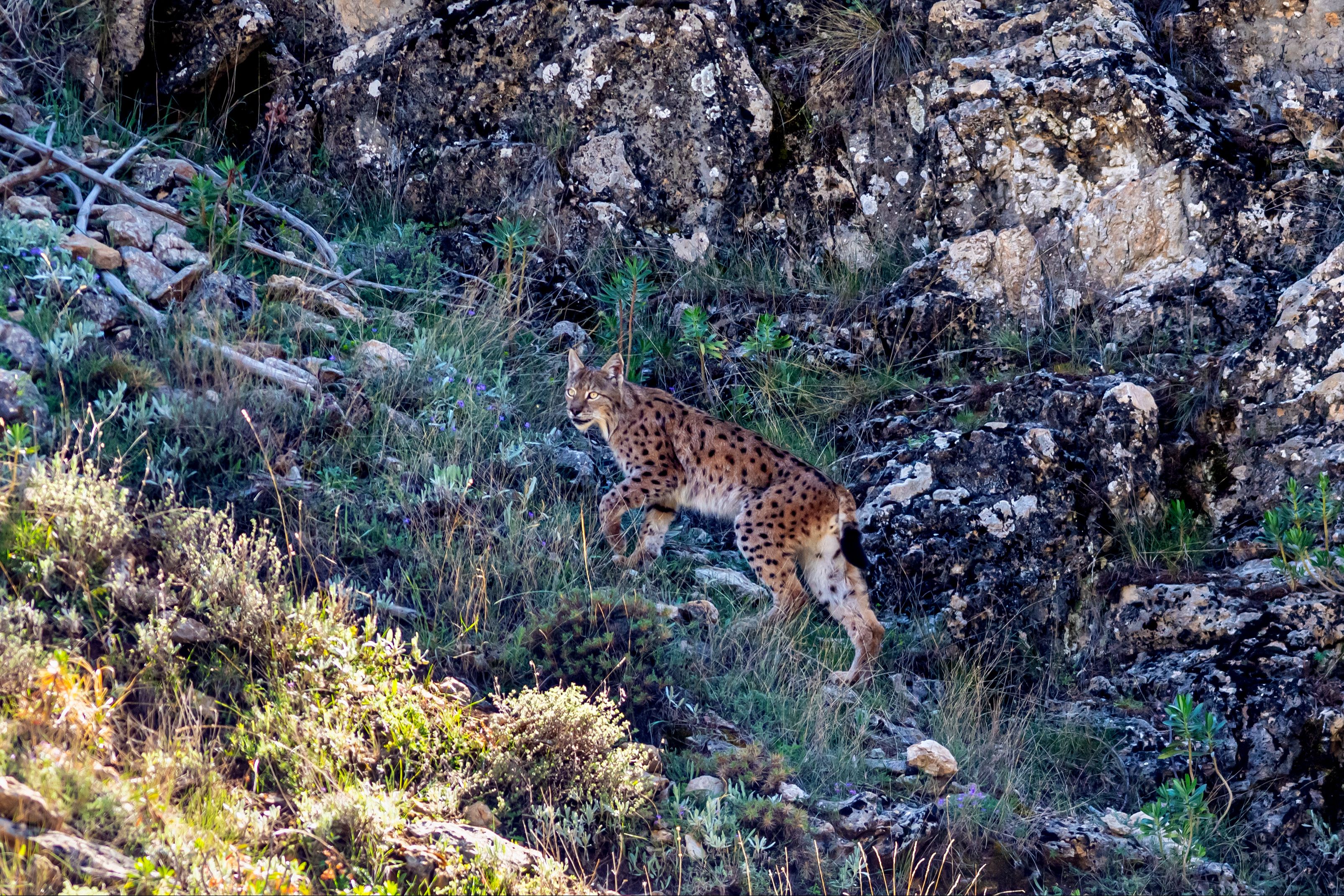 Ormanların hayaleti bu kez Antalya'da: Kadraja böyle yakalandı - 3. Resim