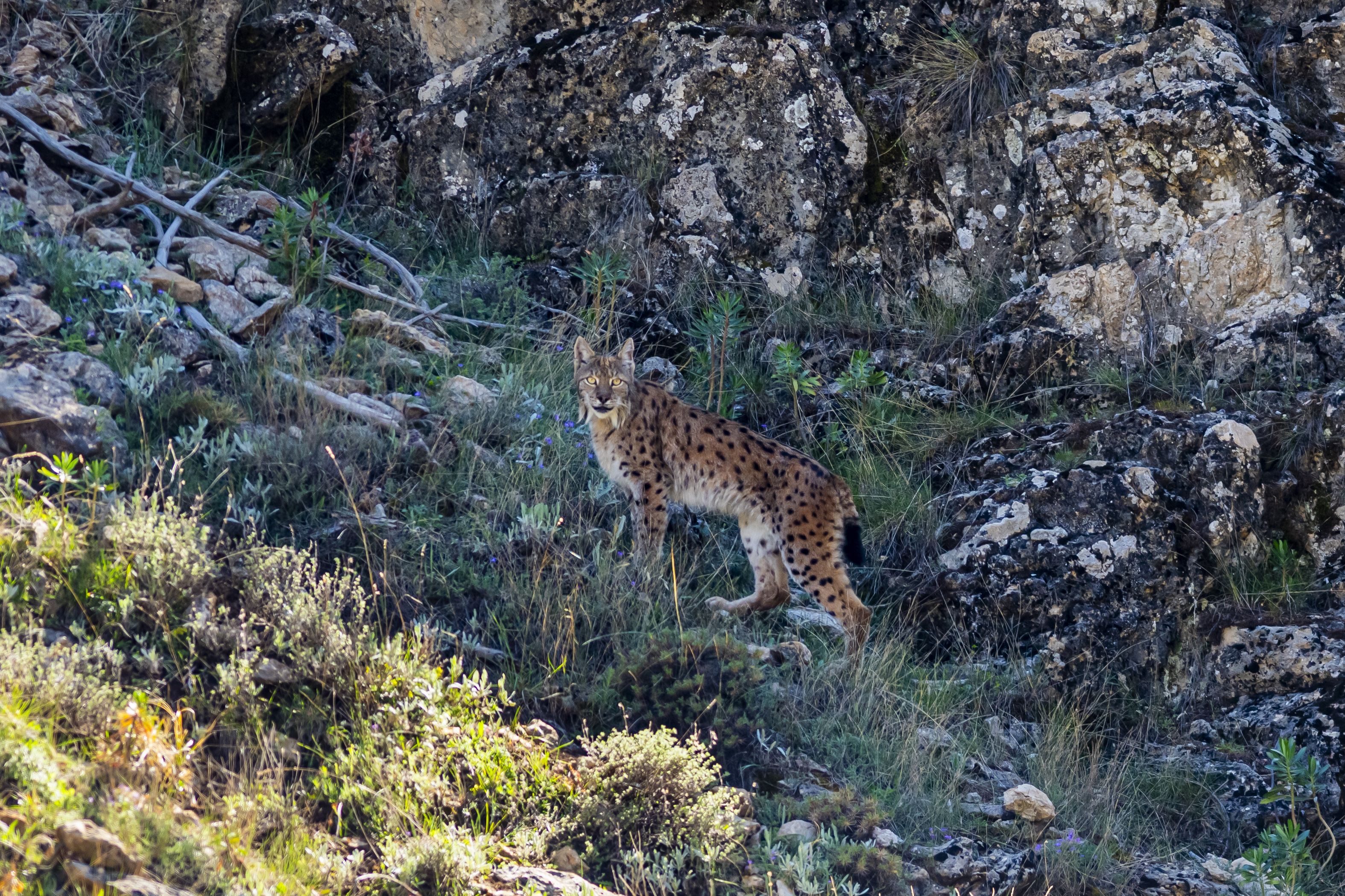 Ormanların hayaleti bu kez Antalya'da: Kadraja böyle yakalandı - 4. Resim