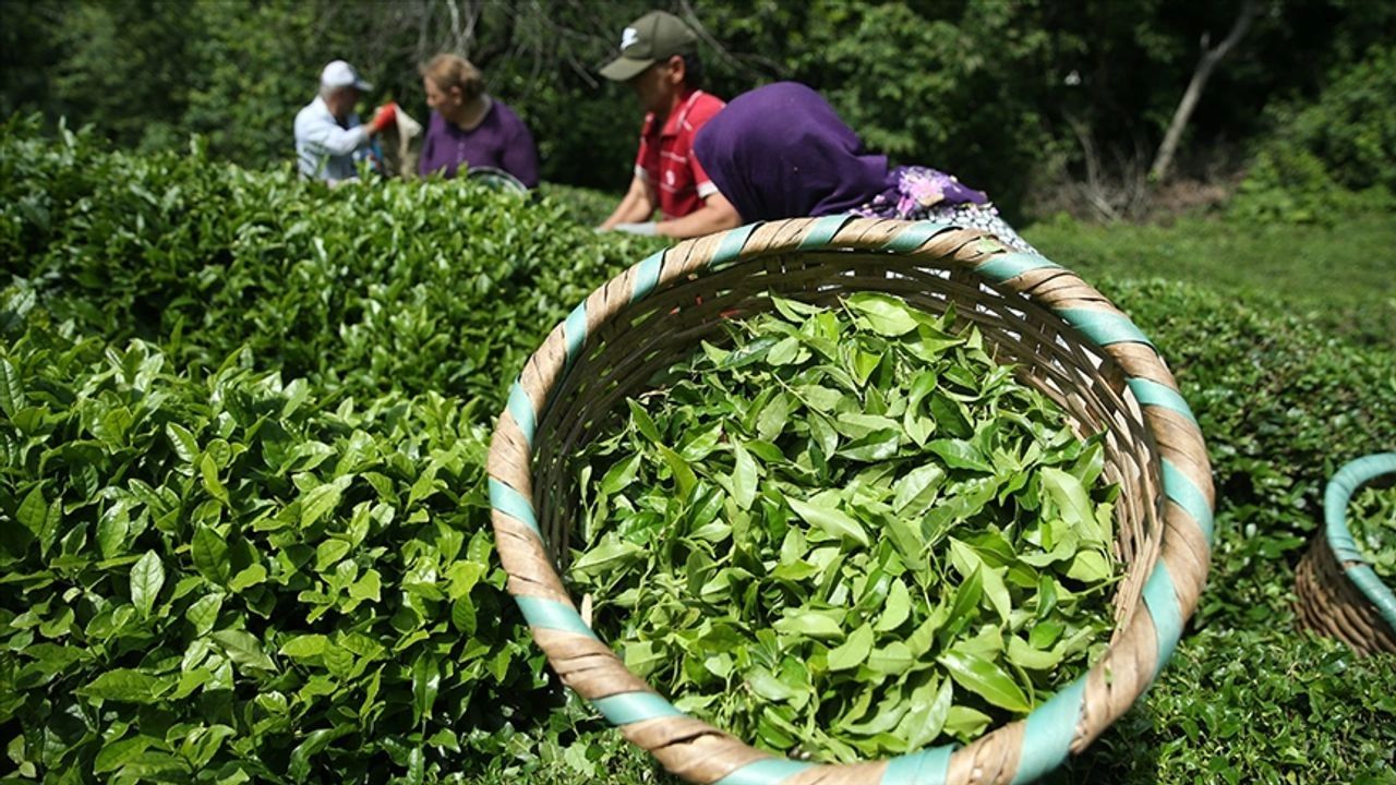 Türkiye'nin çay ihracatı ilk çeyrekte 8,5 milyon doları aştı Türkiye'nin çay ihracatı ilk çeyrekte 8,5 milyon doları aştı - 1. Resim