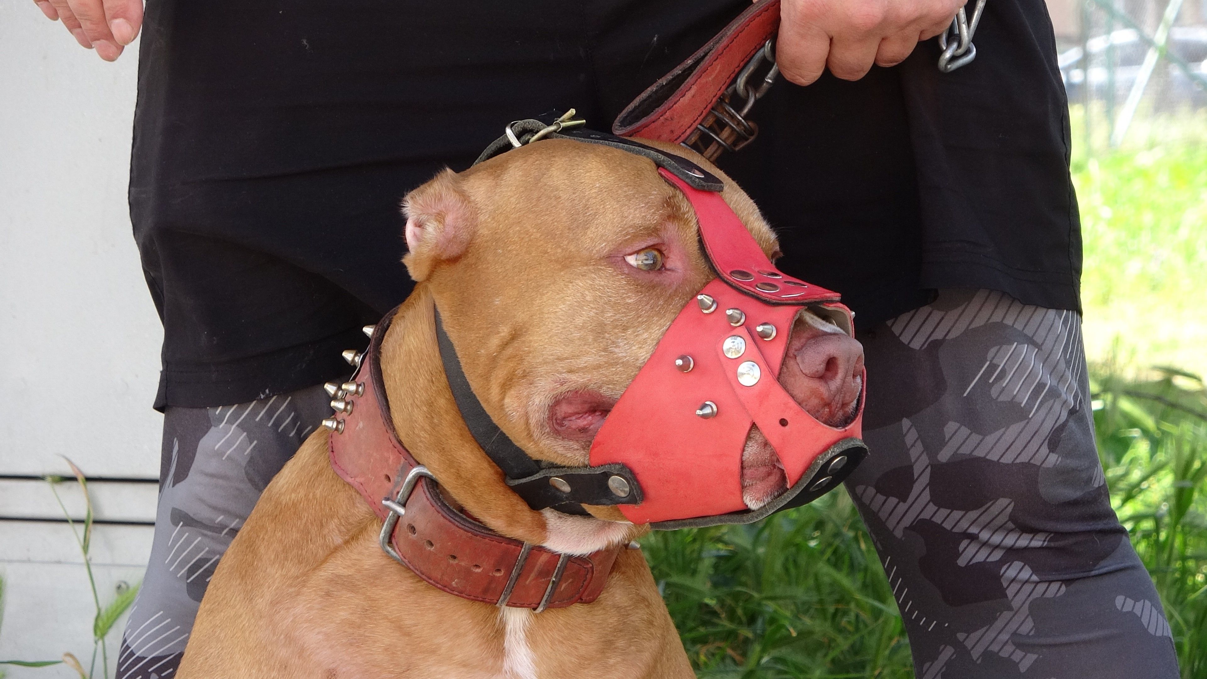 Bekçi ile boksör arasında pitpull kavgası! Sopayı alıp başına geçirdi - 3. Resim