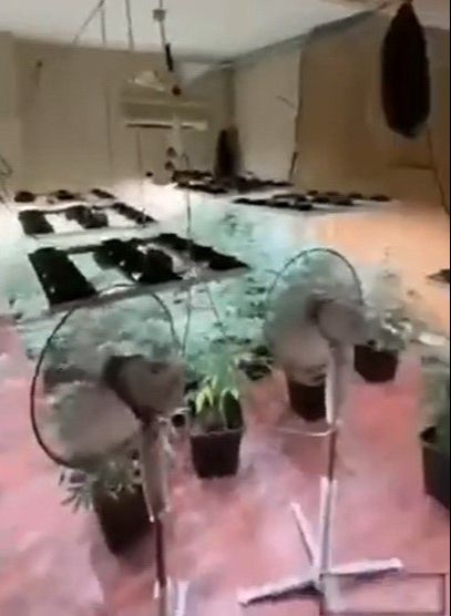 Manisa'da evde sera kurup, kenevir yetiştirmişler    Manisa'da evde sera kurup, kenevir yetiştirmişler    - 1. Resim