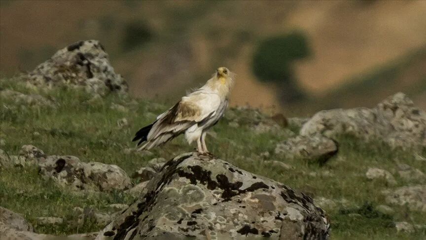 Bing&ouml;l'de nesli t&uuml;kenme tehlikesi altında olan k&uuml;&ccedil;&uuml;k akbaba g&ouml;r&uuml;nt&uuml;lendi - 1. Resim