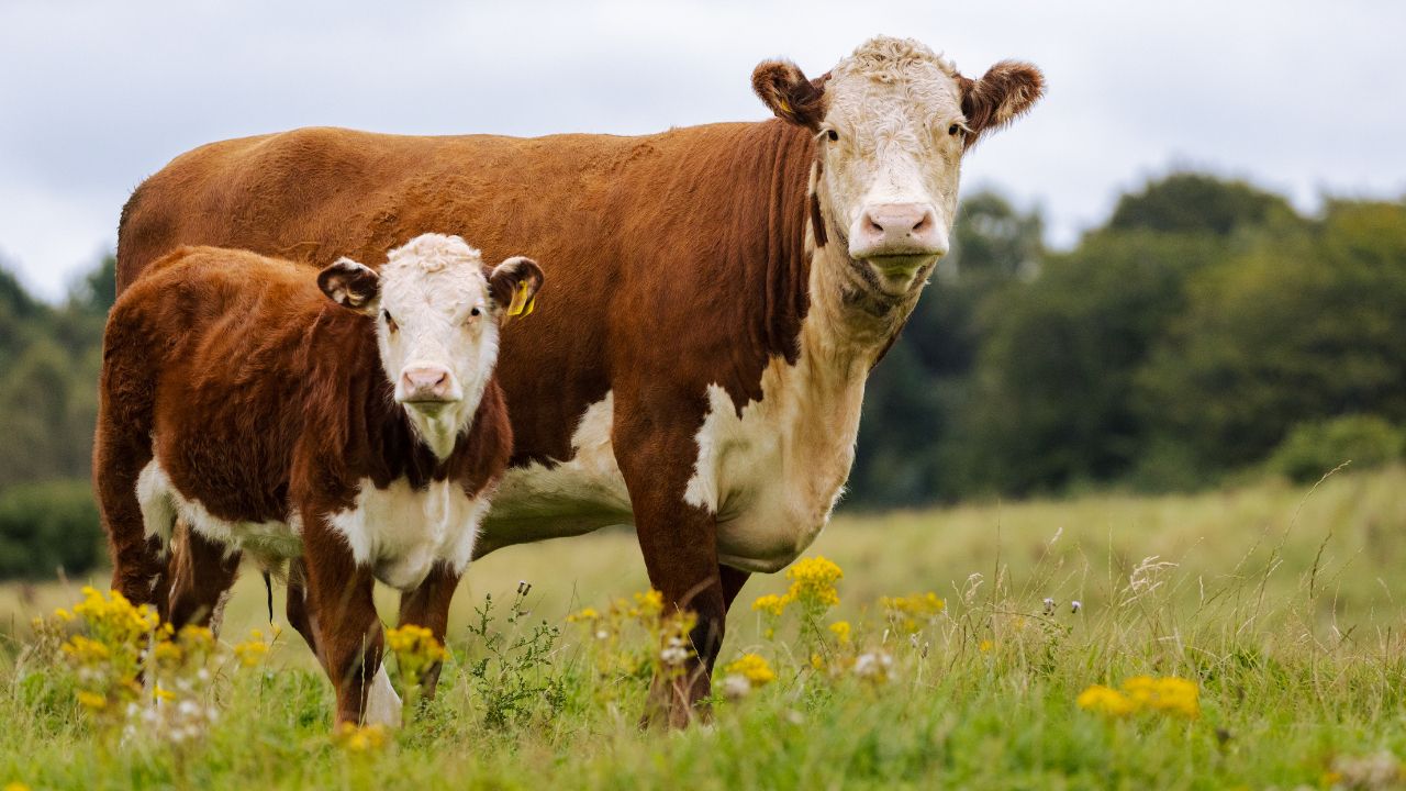 Buzağı desteği 2. dönem başvuruları 17 Haziran 2024 tarihine kadar devam edecek Buzağı desteği 2. dönem başvuruları 17 Haziran 2024 tarihine kadar devam edecek - 2. Resim