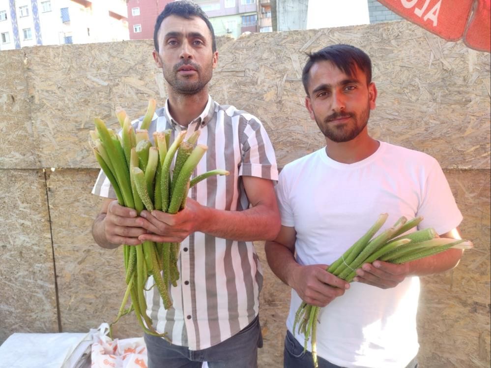 Toplamak için 5 saat yürüyorlar! Günlük kazançları 30 bin lira, yok satıyor Toplamak için 5 saat yürüyorlar! Günlük kazançları 30 bin lira, yok satıyor - 2. Resim