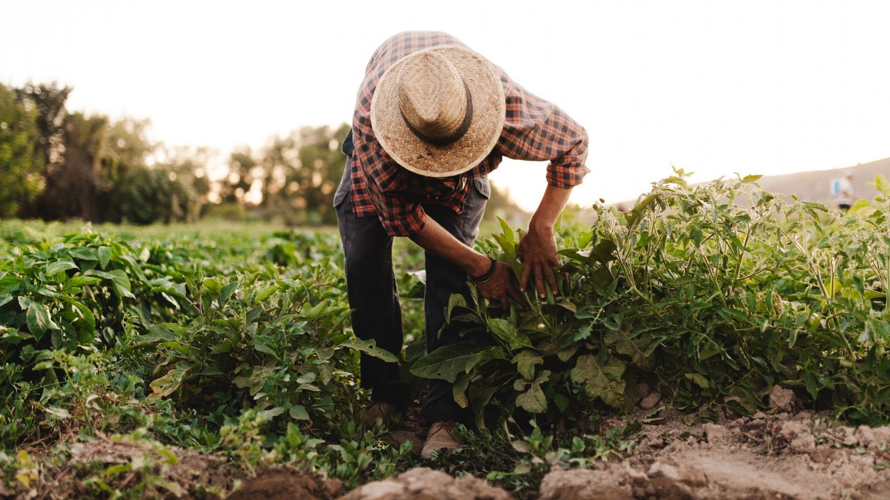 Çiftçilere tarımsal destekleme ödemeleri yatırılmaya başlandı - 1. Resim