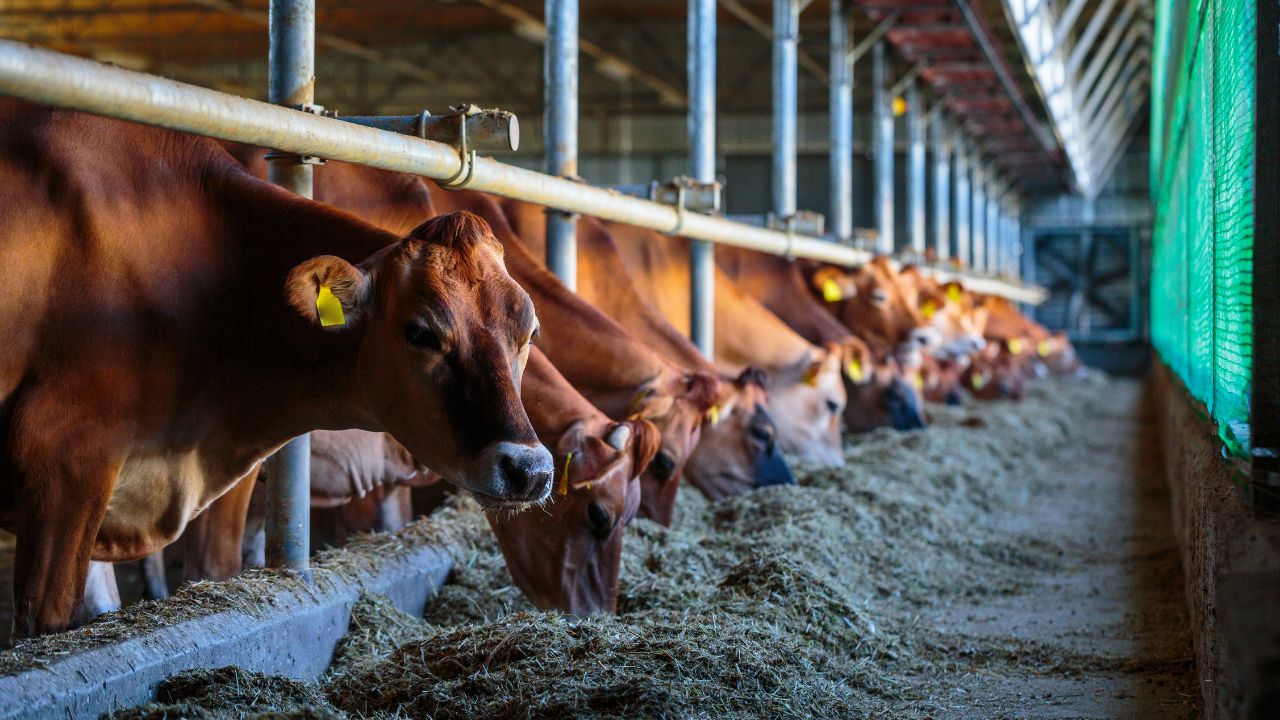 Çiftçilere tarımsal destekleme ödemeleri yatırılmaya başlandı - 4. Resim