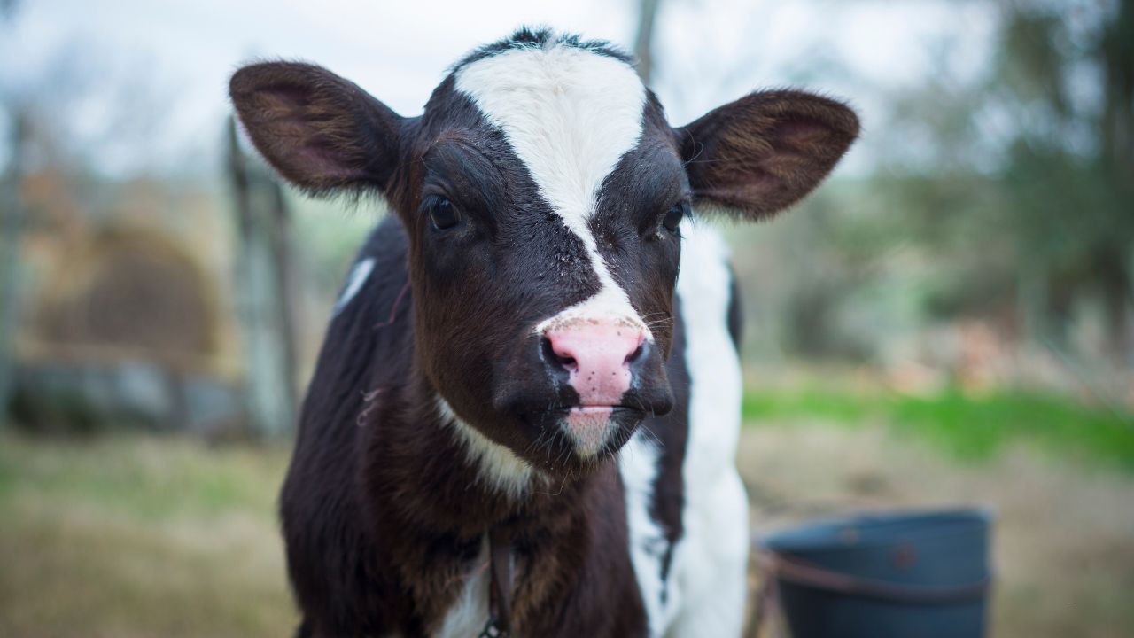 Çiftçilere tarımsal destekleme ödemeleri yatırılmaya başlandı - 3. Resim
