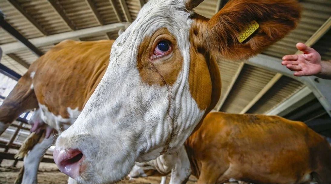 Kurban Bayramı’na 51 gün kaldı! Birinci günü 16 Haziran Pazar’a denk geliyor Kurban Bayramı’na 51 gün kaldı! Birinci günü 16 Haziran Pazar’a denk geliyor - 1. Resim