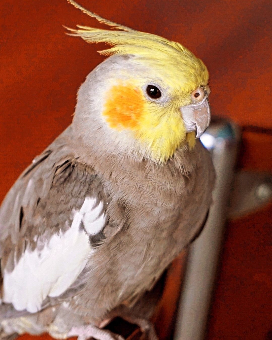 'Ölürüm Türkiyem' şarkısını söyleyen papağan! 'Ölürüm Türkiyem' şarkısını söyleyen papağan! - 1. Resim