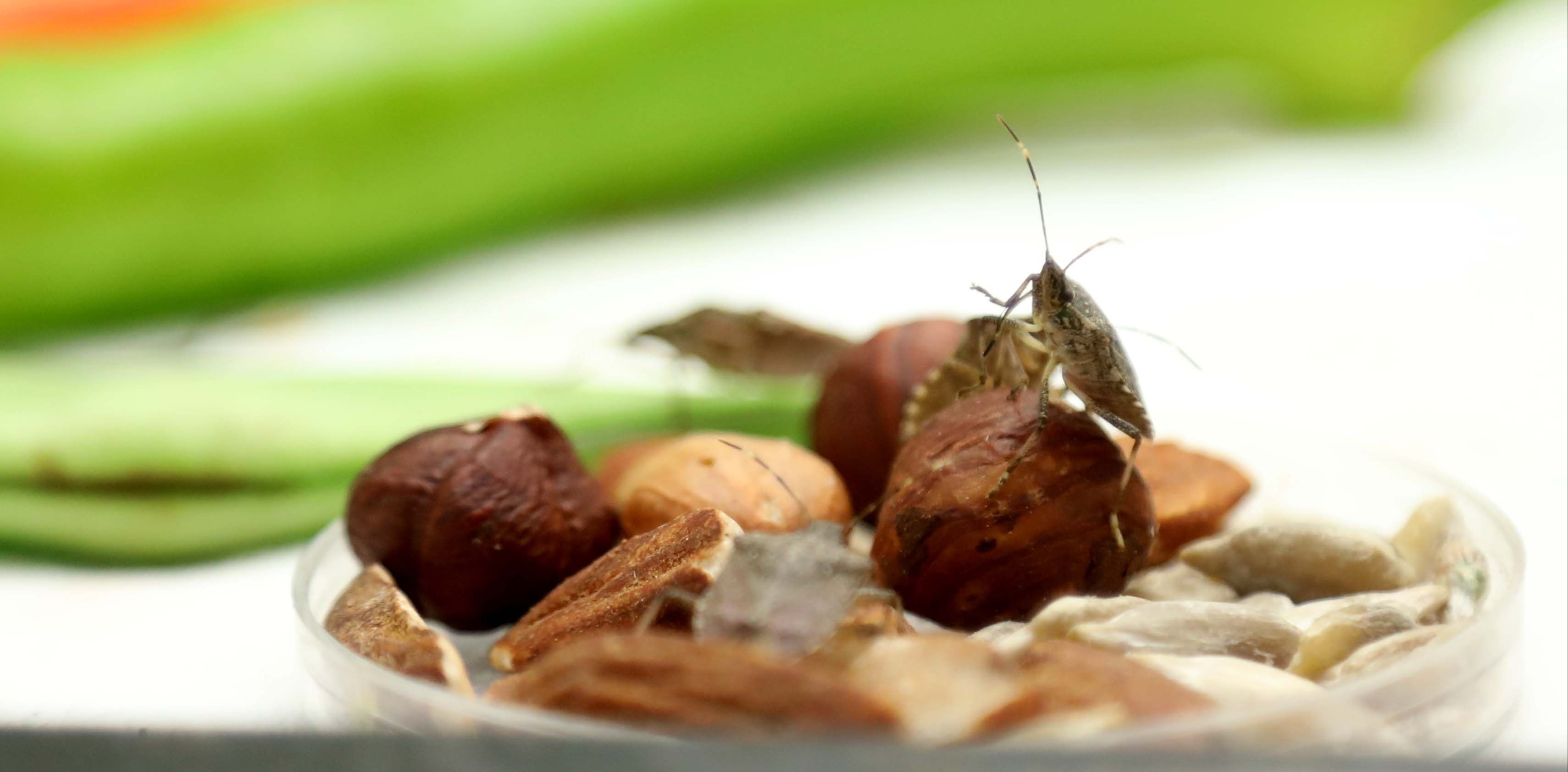 Samuray arısı kahverengi kokarcaya karşı! 150 bin tane daha geliyor - 3. Resim